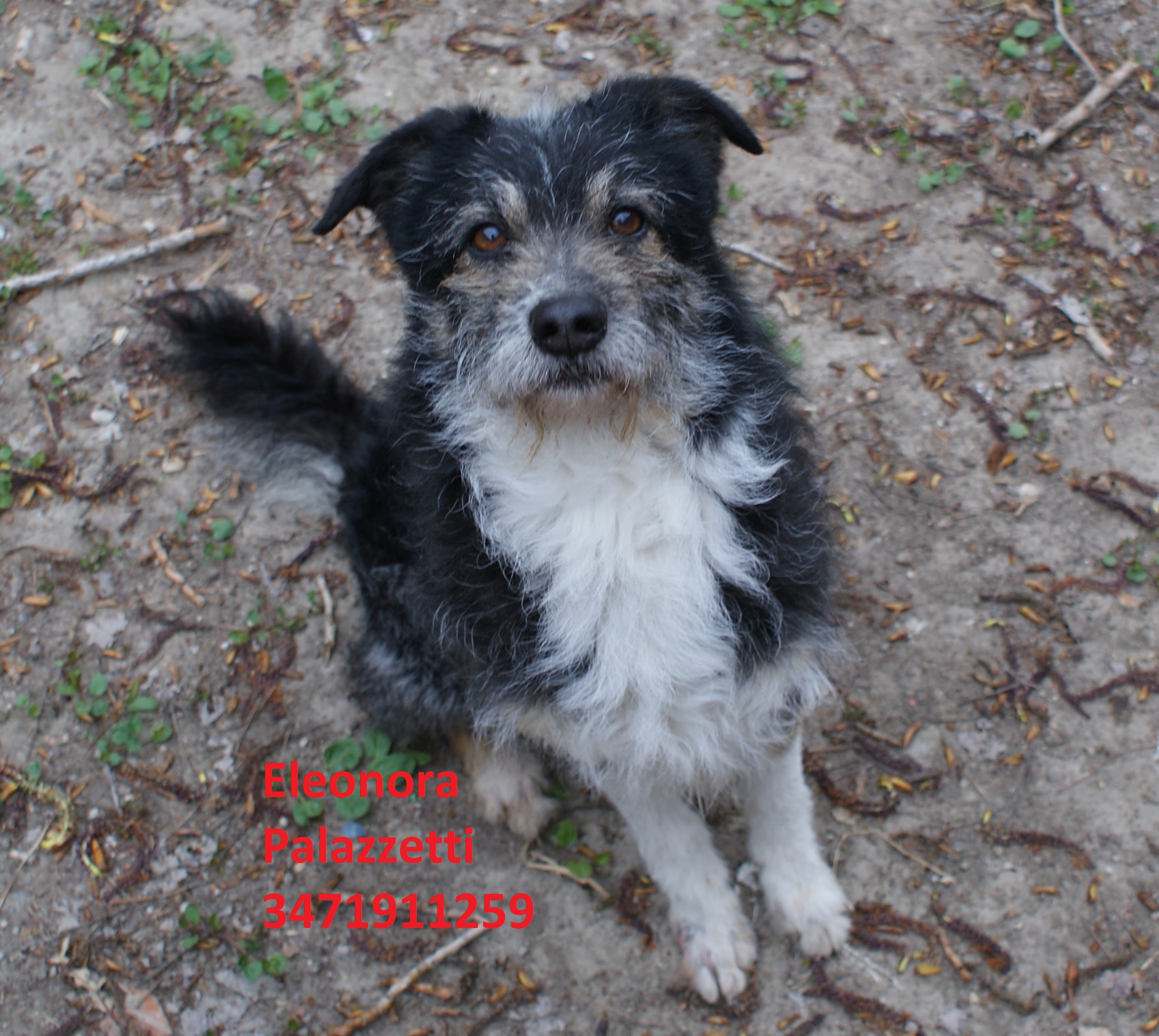 Billy 3.4.2019 n. 2
