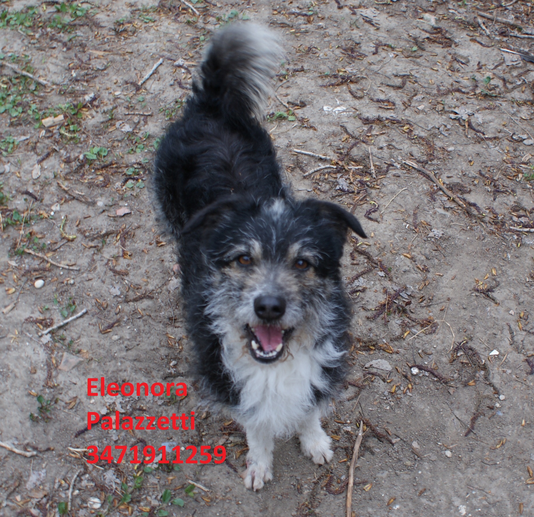 Billy 3.4.2019 n. 8
