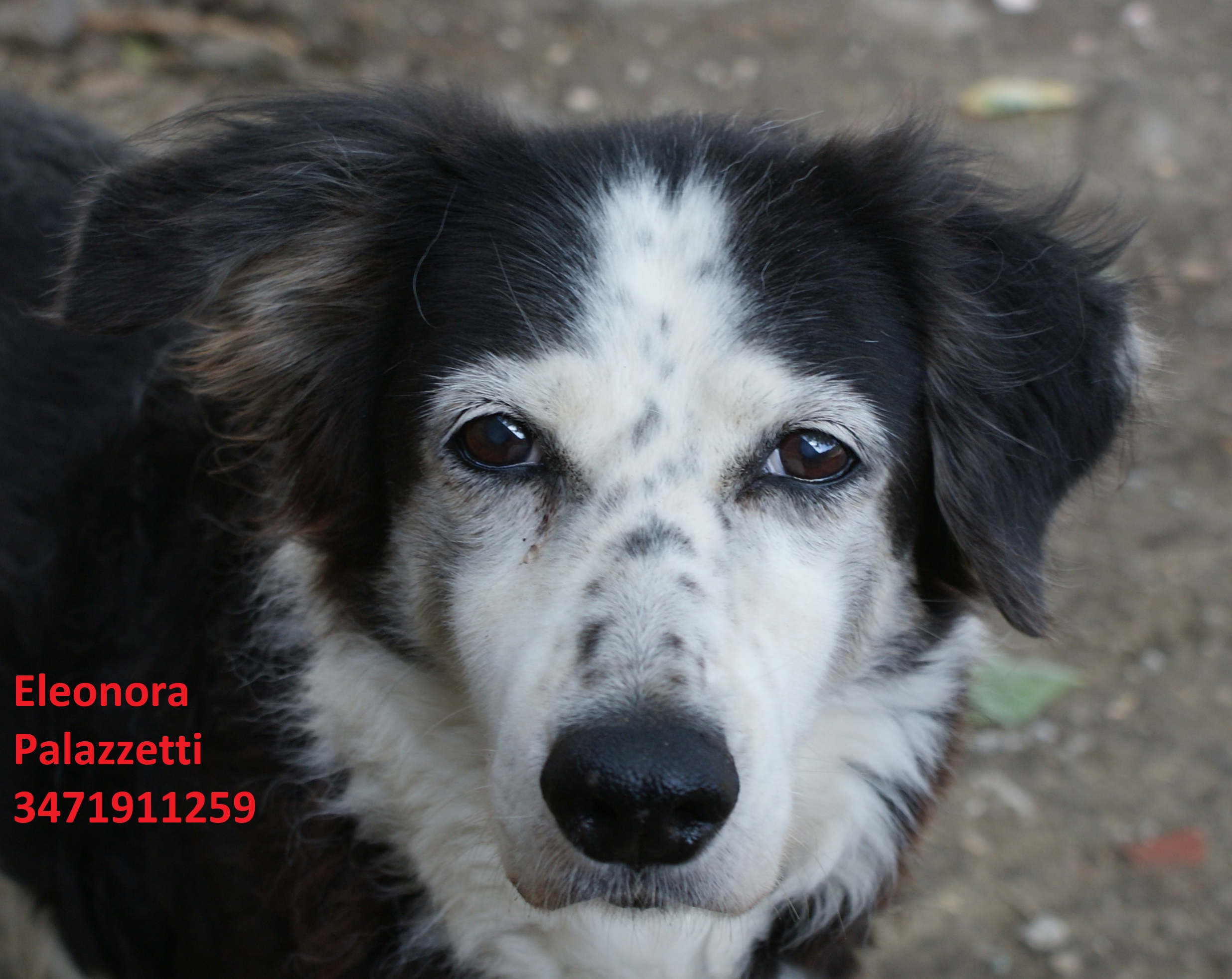 Birba 24.9.2020 n. 4