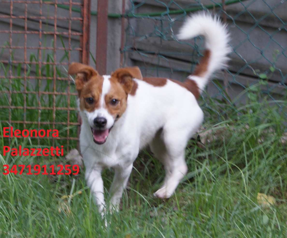 Cody j.r. 5.11.2020 n. 3