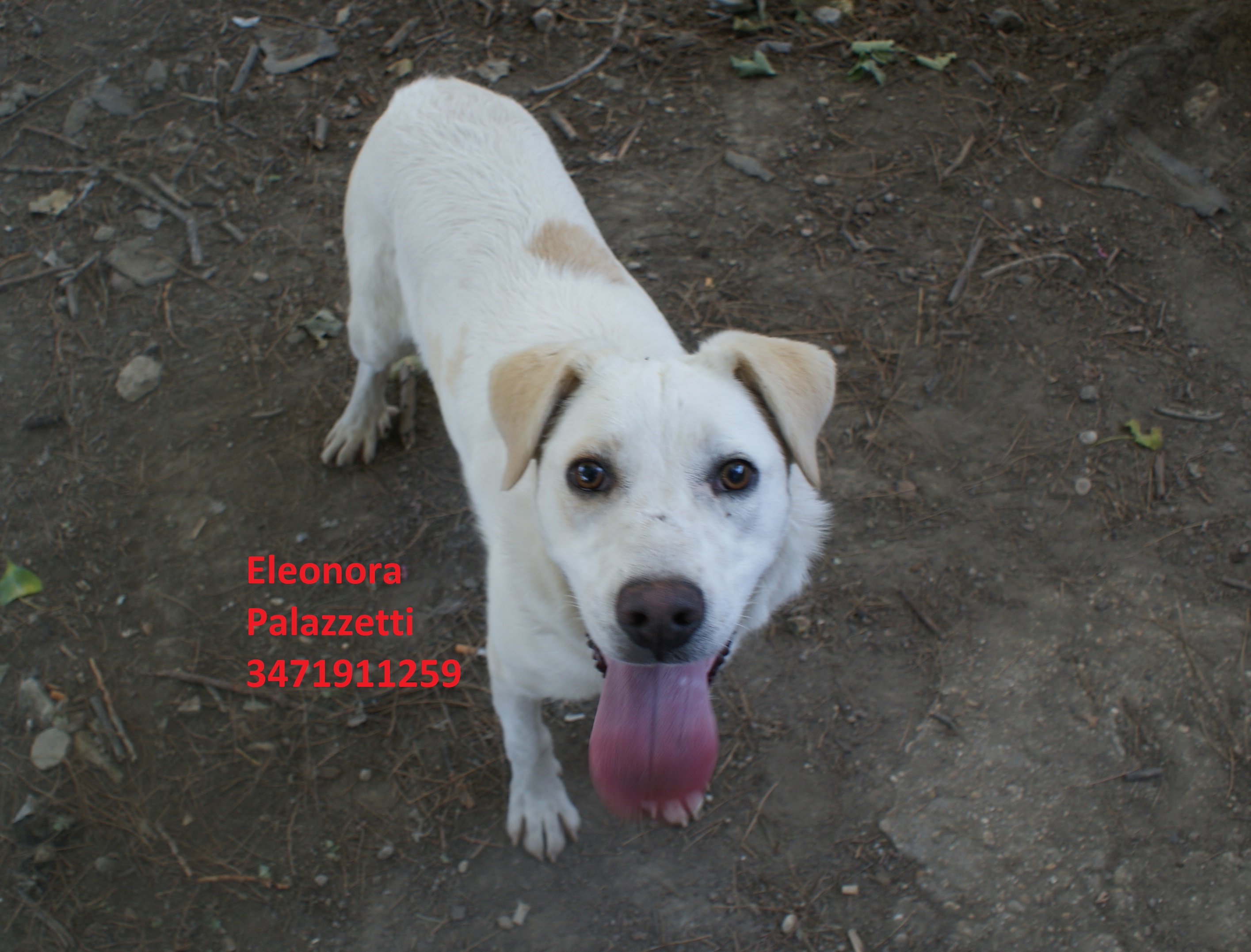 Consuelo 29.6.2020 n. 8