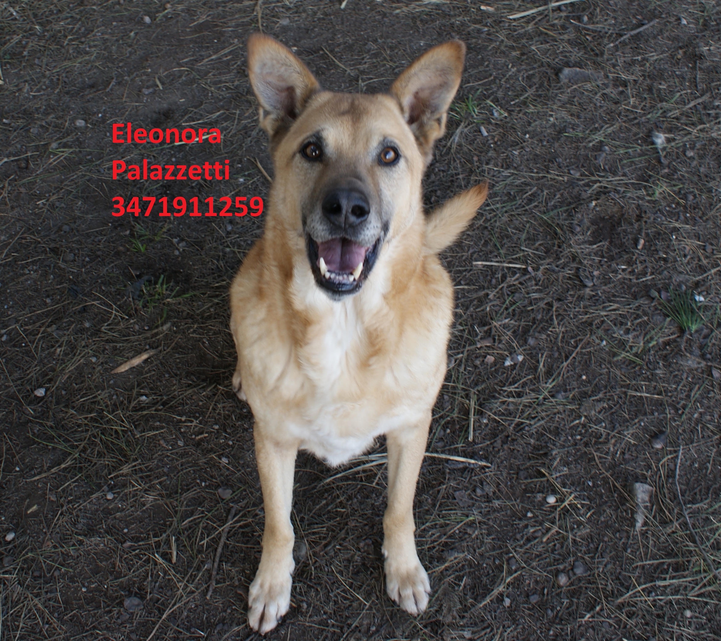 Ernesto 22.1.2020 n. 3