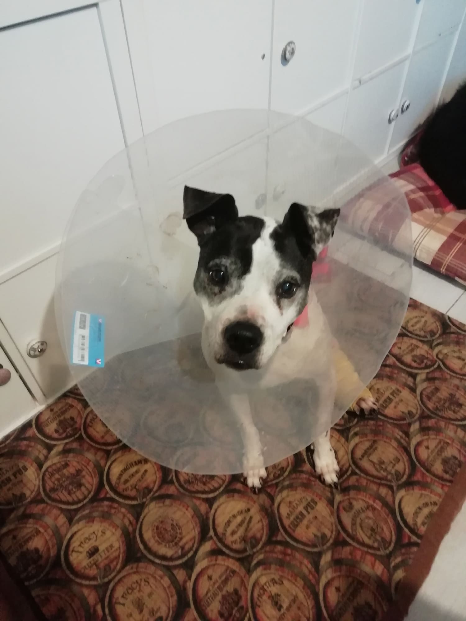 Maya b