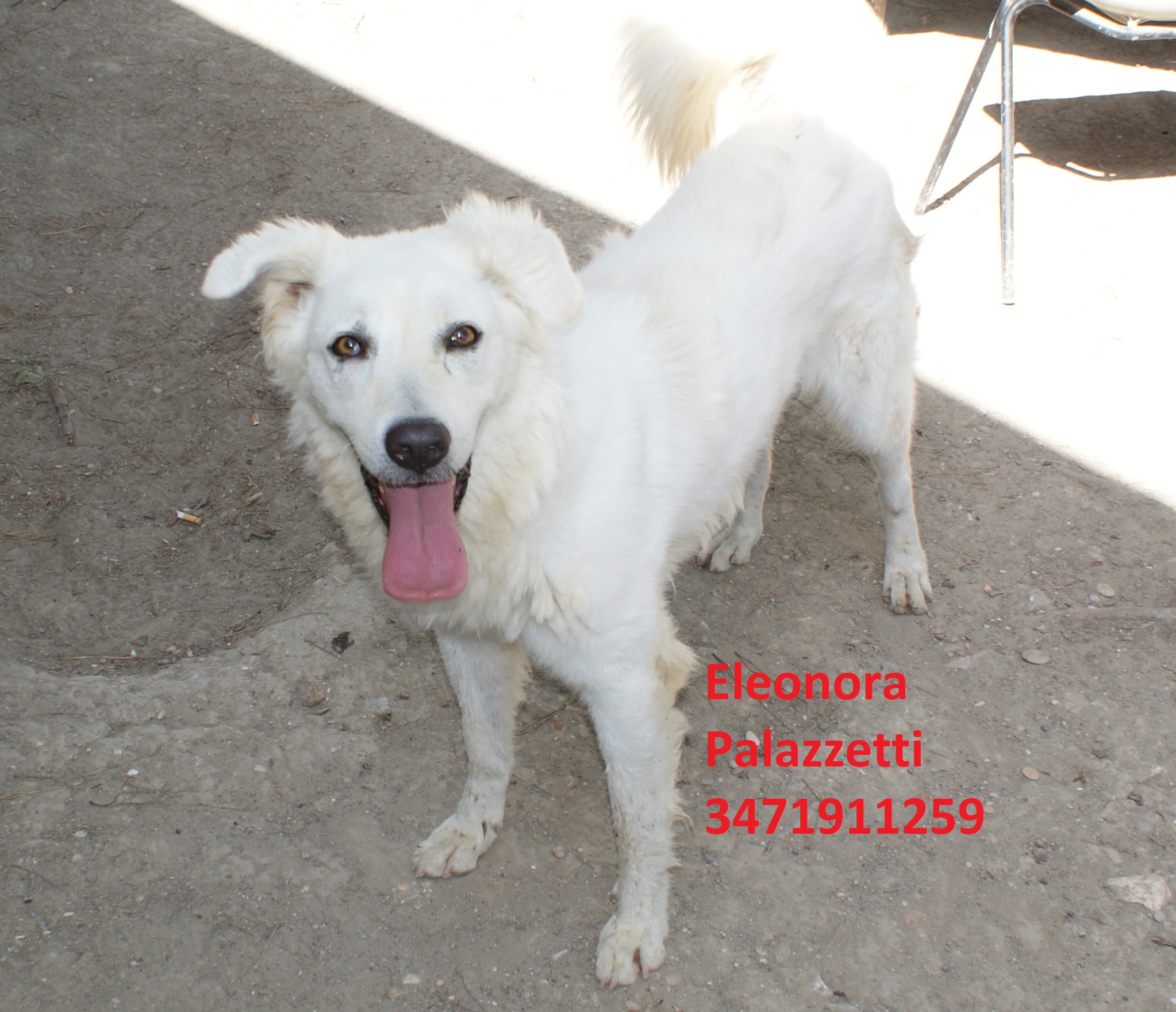 Penelope 31.7.2020 n. 2