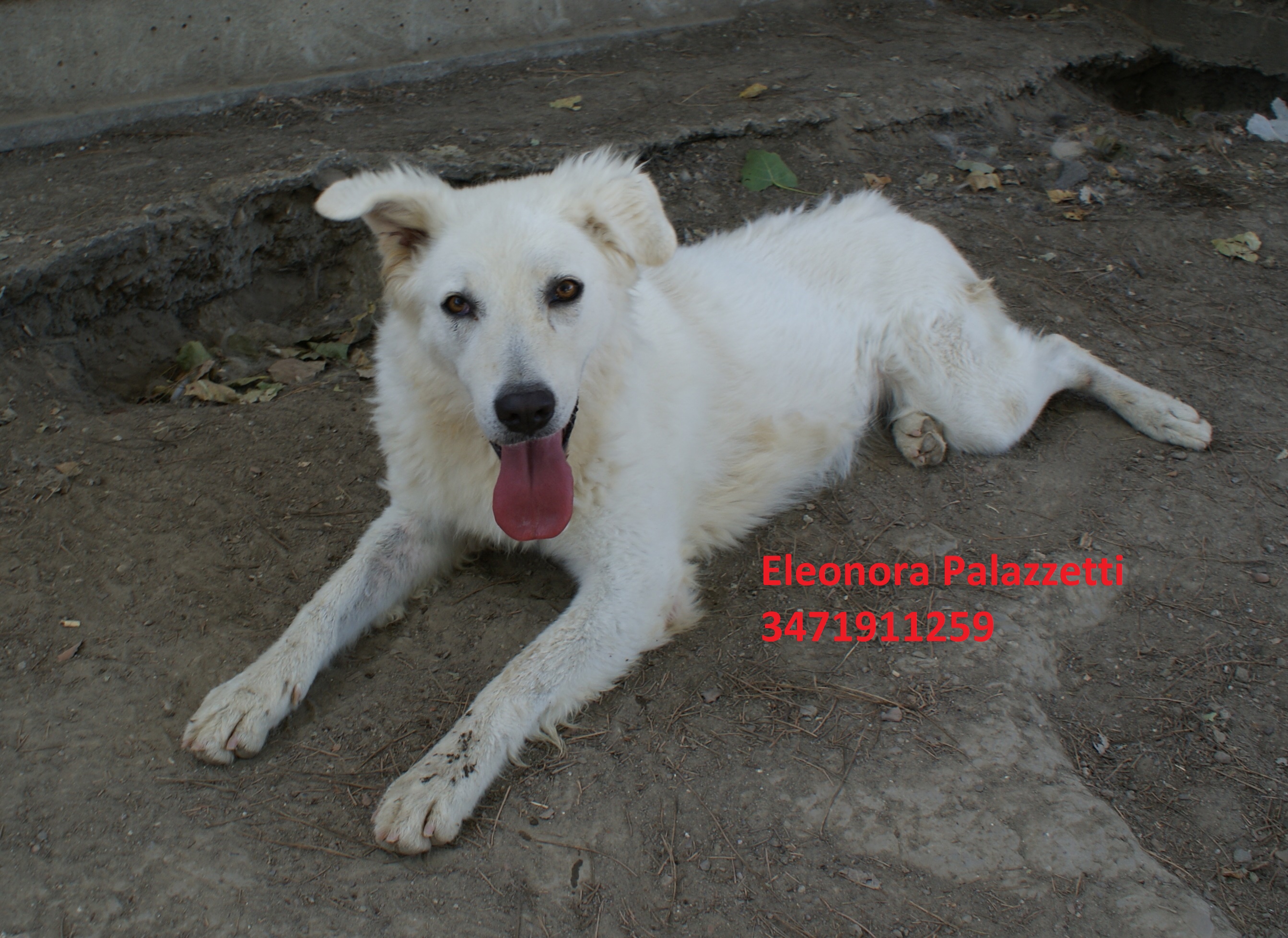 Penelope 31.7.2020 n. 3