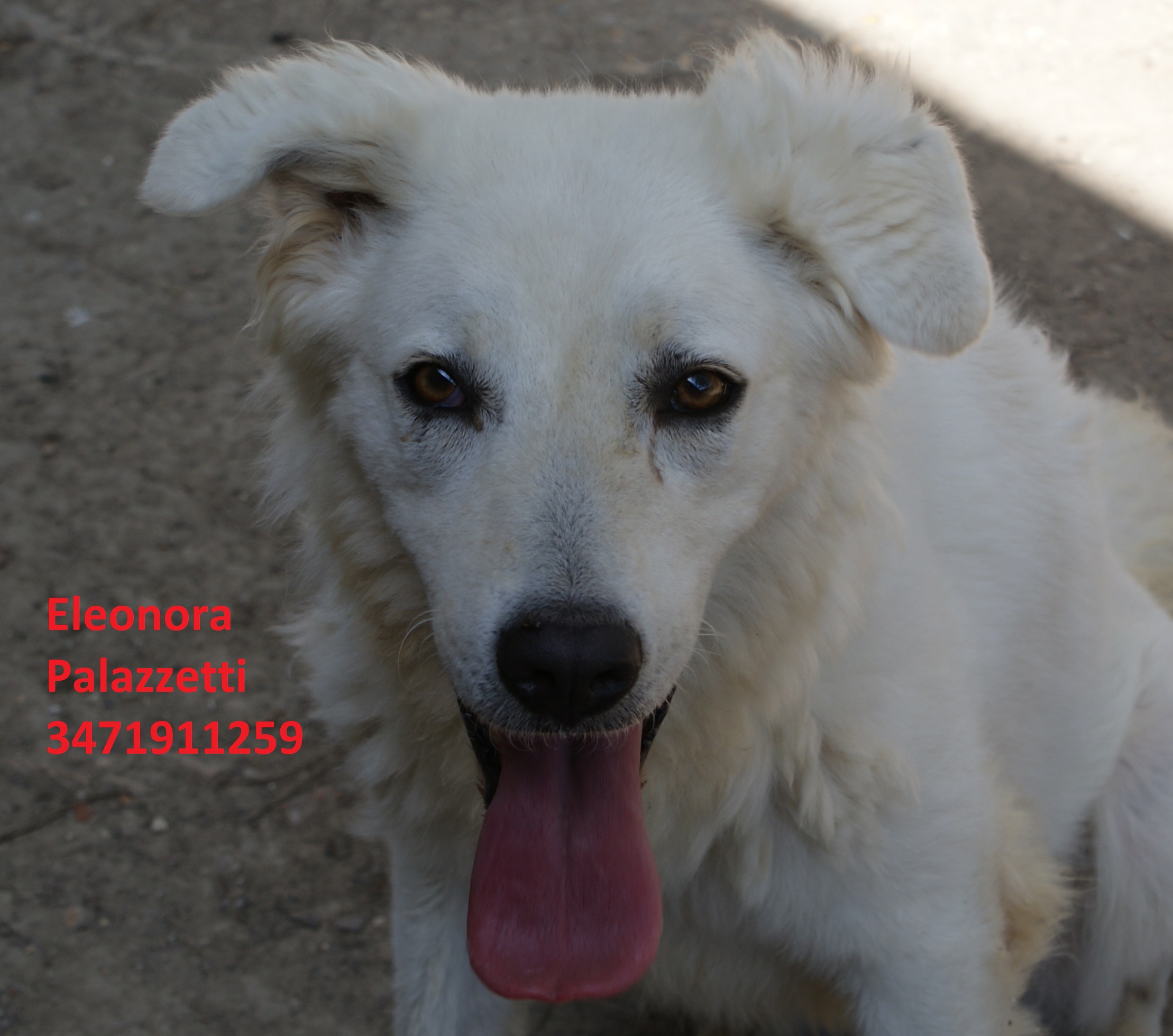 Penelope 31.7.2020 n. 4
