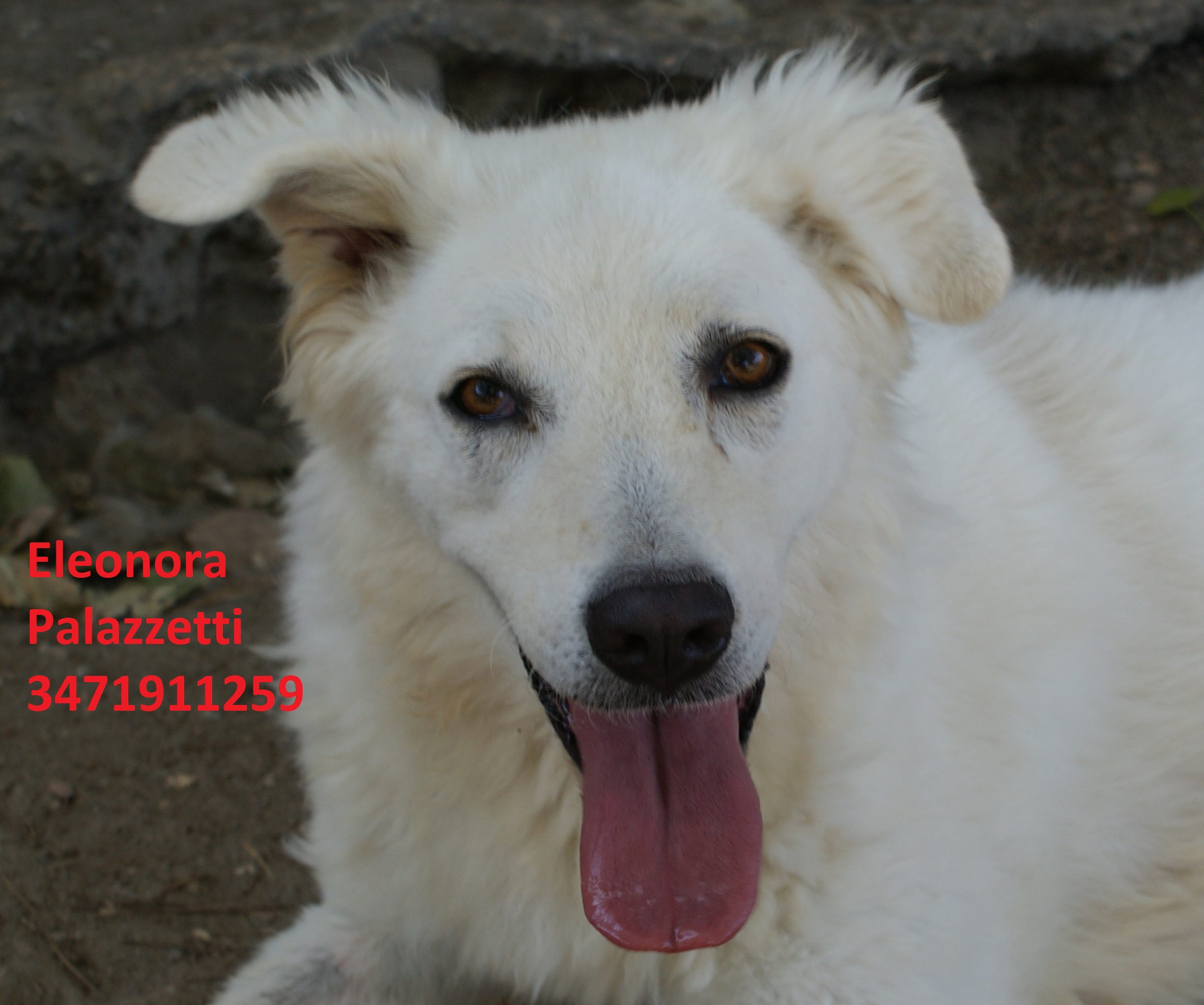 Penelope 31.7.2020 n. 6