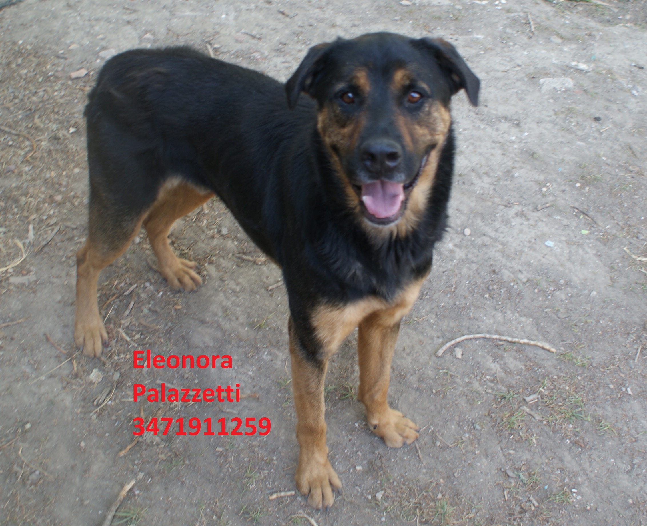 Rambo 15.7.2020 n. 1