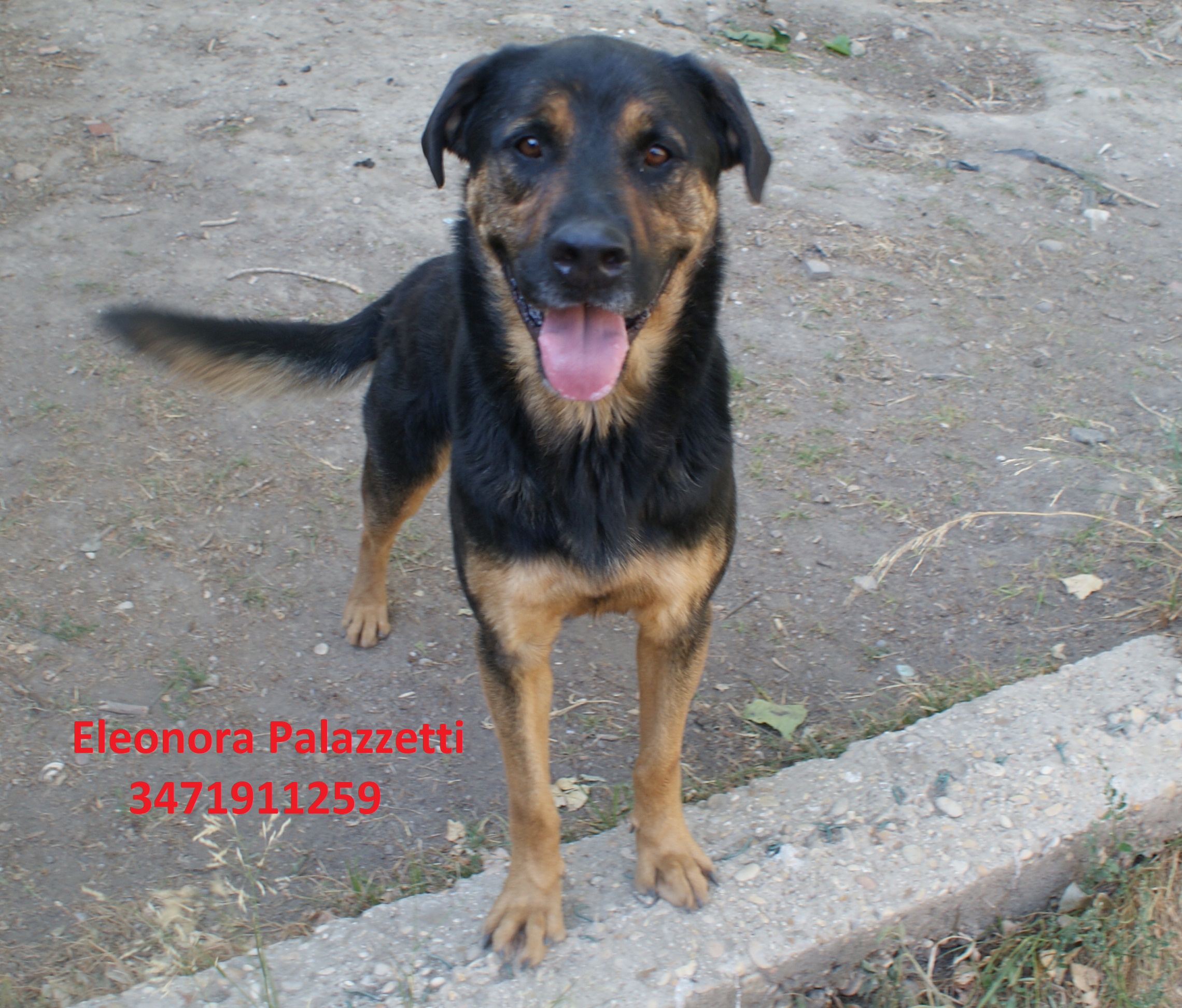 Rambo 15.7.2020 n. 6
