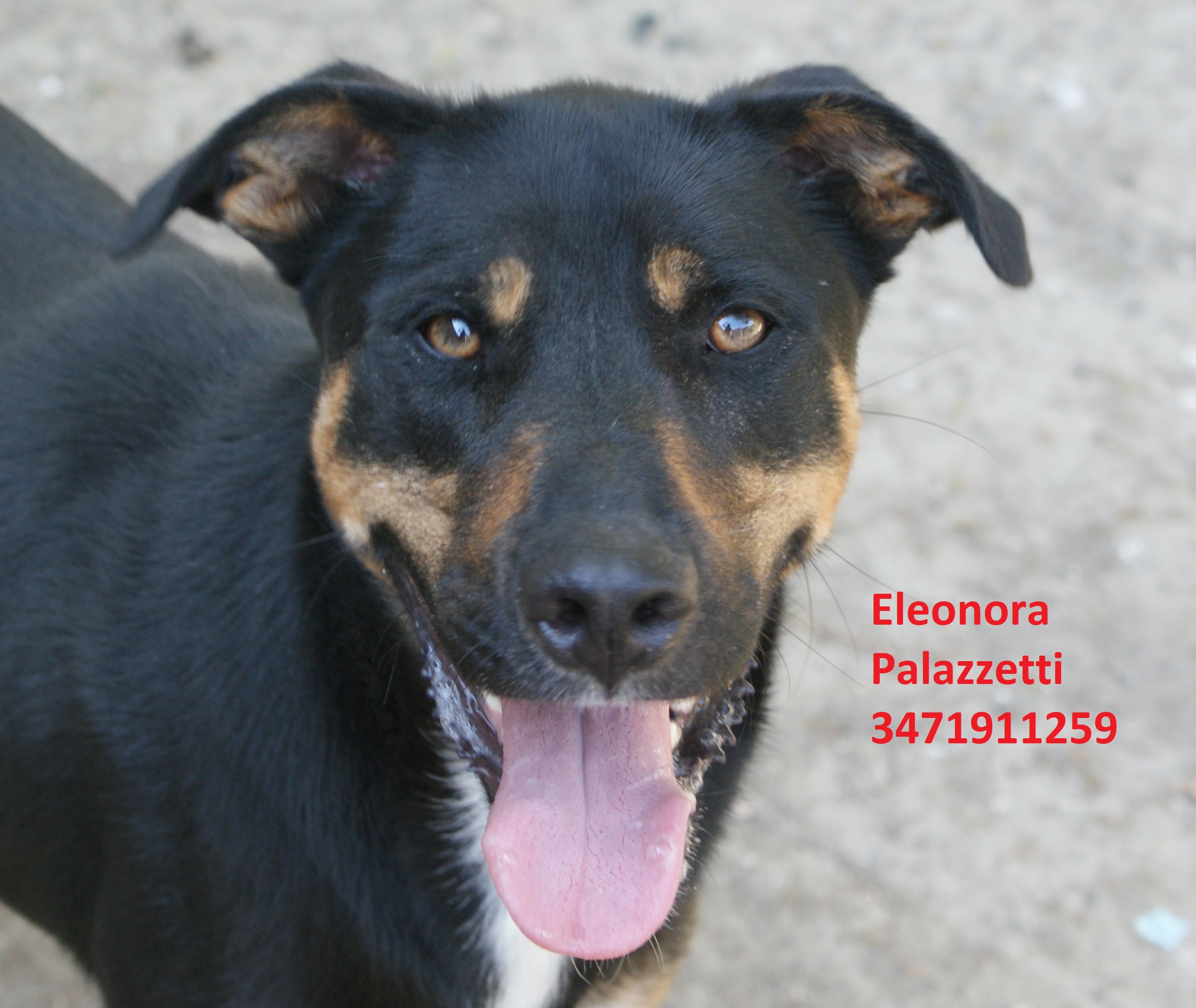 Tin Tin 15.7.2020 n. 6