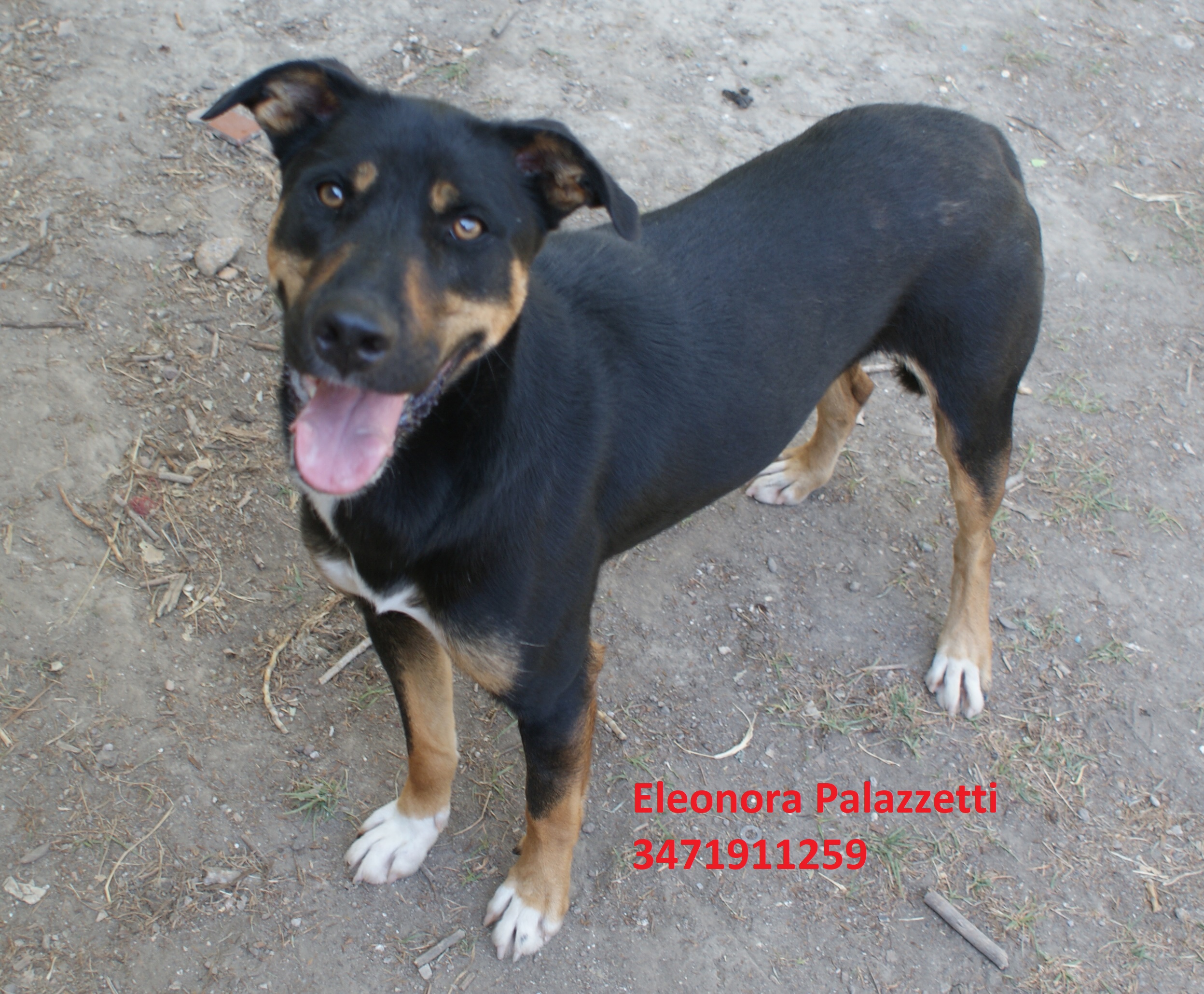 Tin Tin 15.7.2020 n. 7