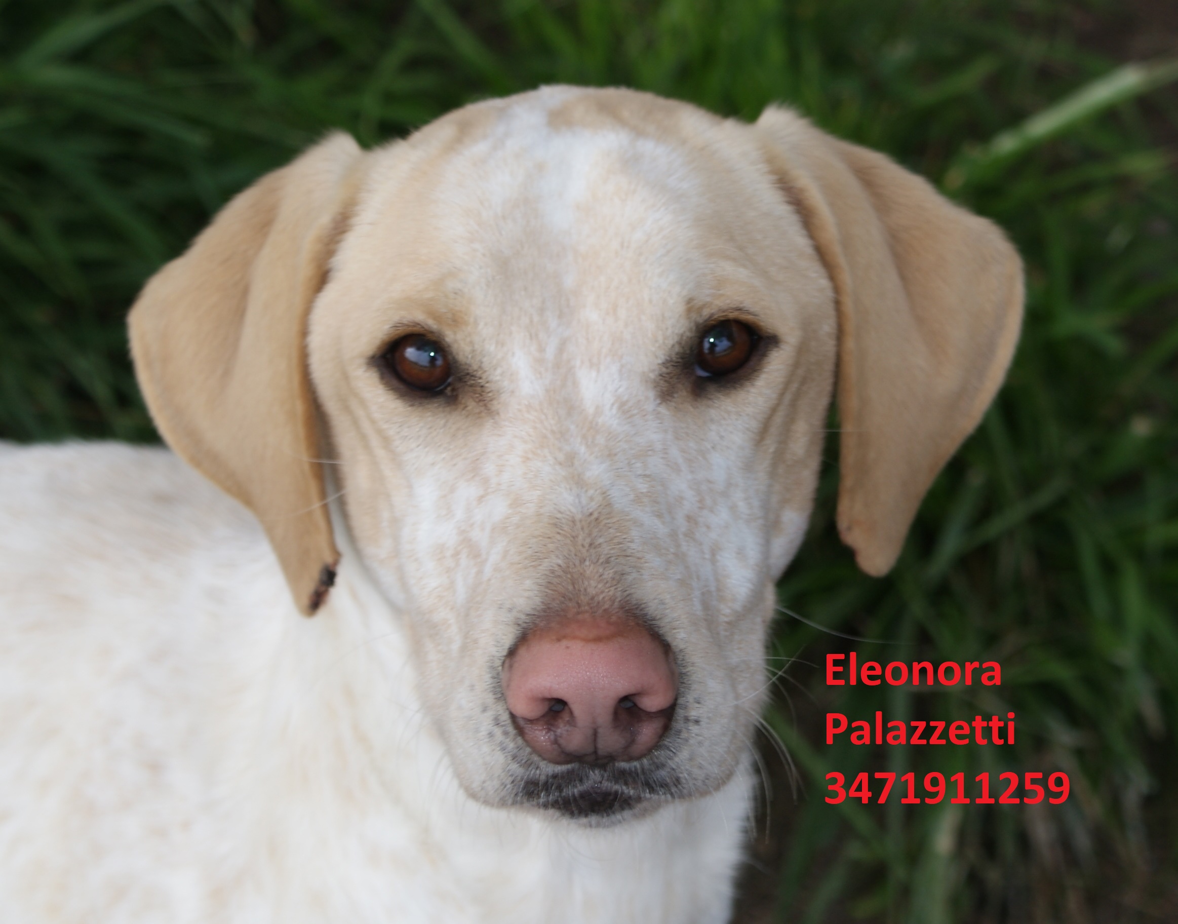 Romeo 20.2.2021 n. 3