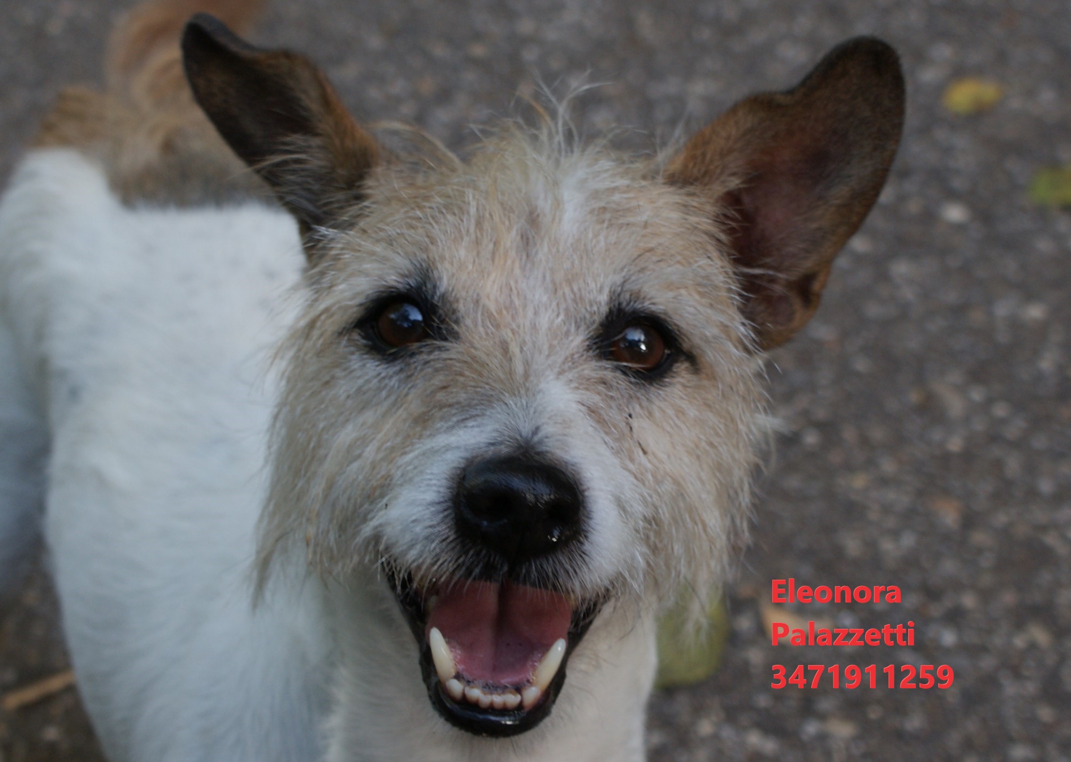 Arnoldo 28.10.2022 n. 5