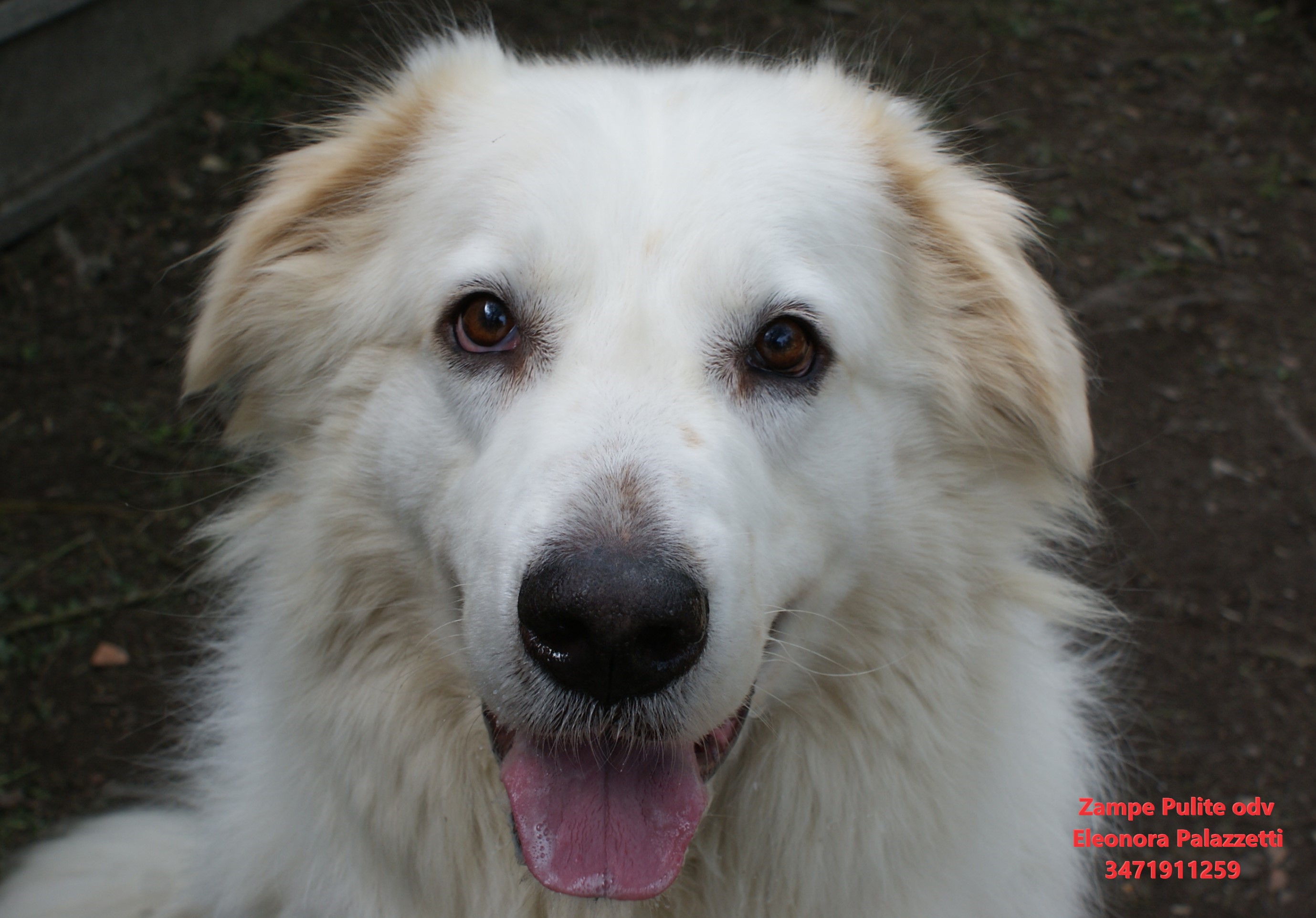 Baloo 23.05.2023 n. 3