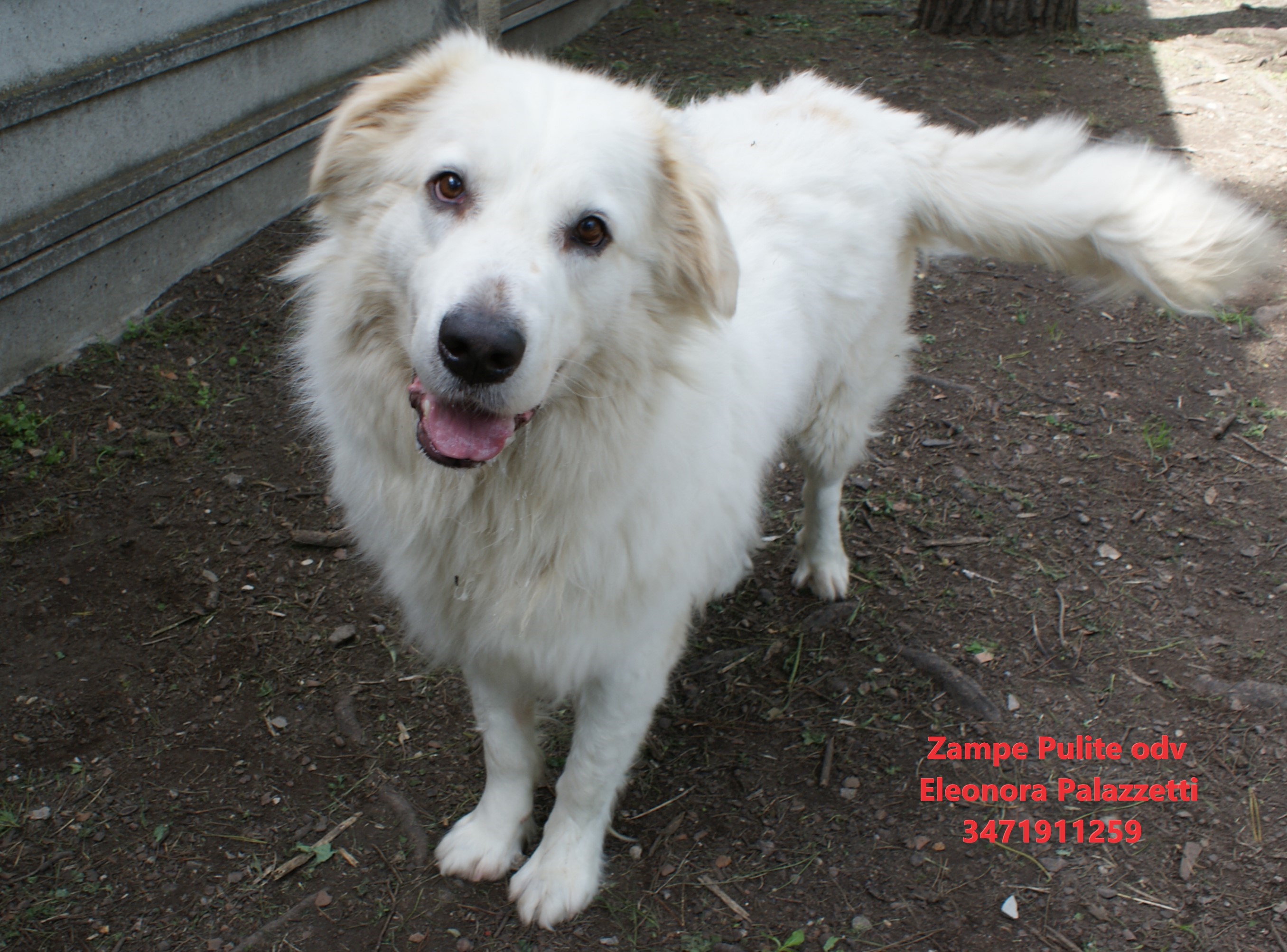 Baloo 23.05.2023 n. 5