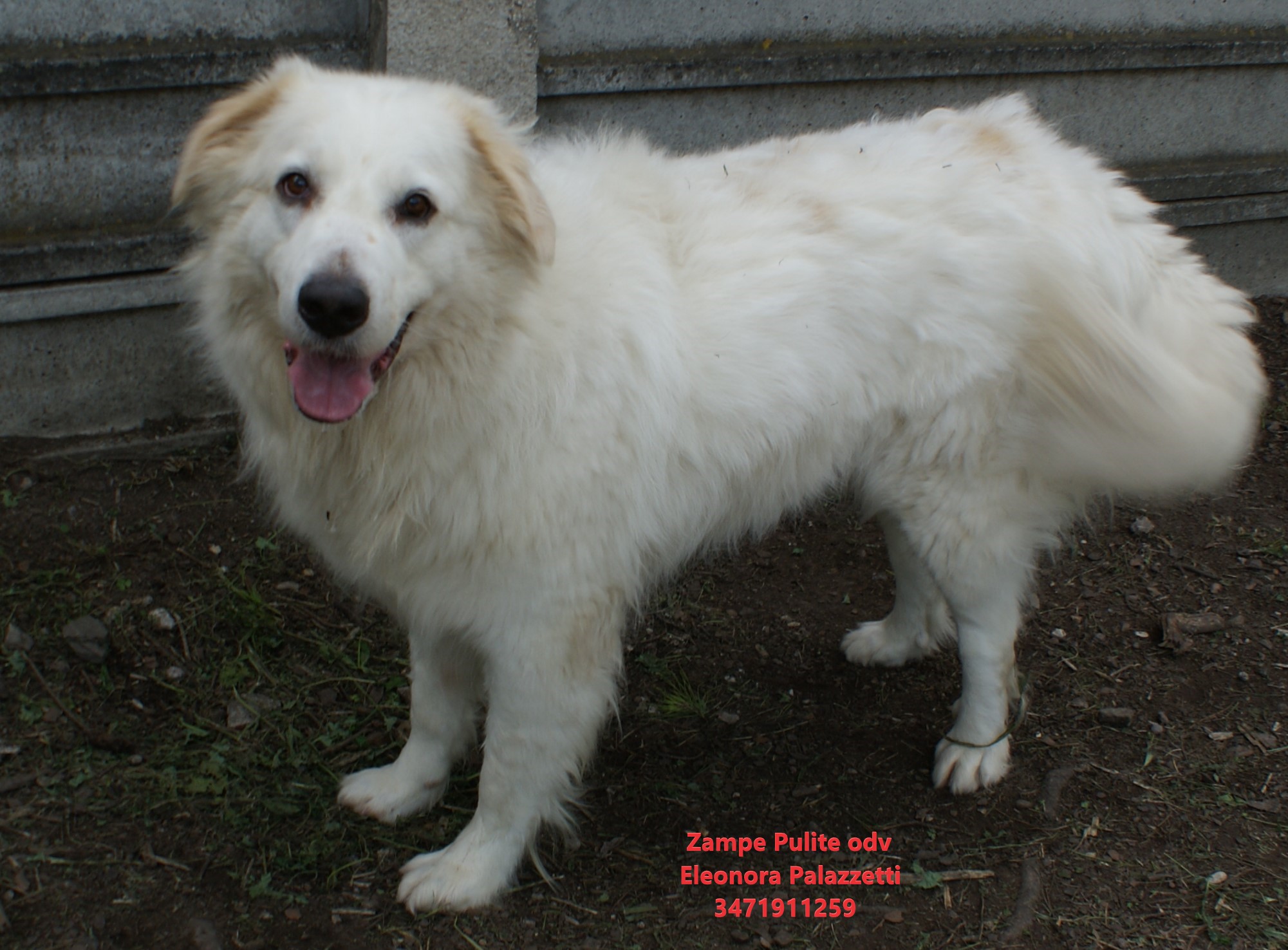 Baloo 23.05.2023 n. 6