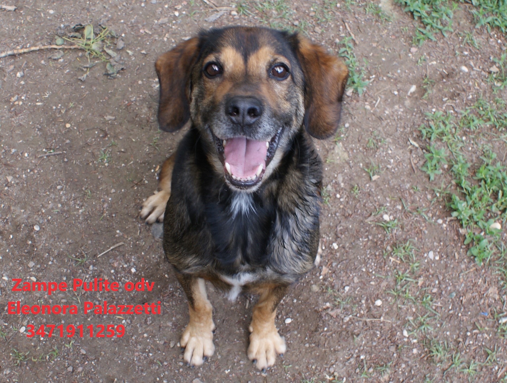Toby 4.05.2023 n. 1