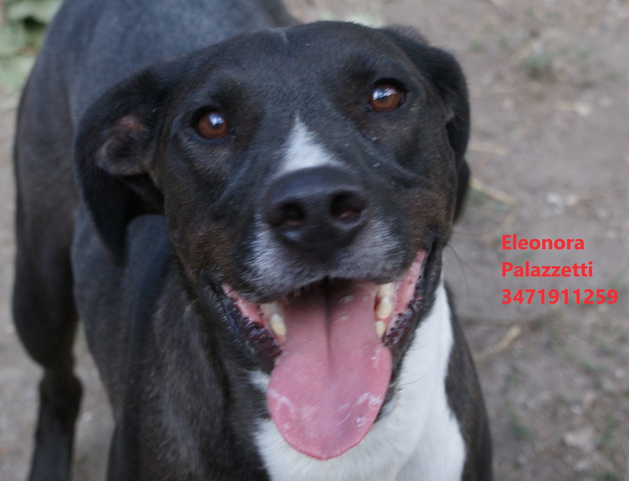 Amos Junior 22.9.2022 n. 1