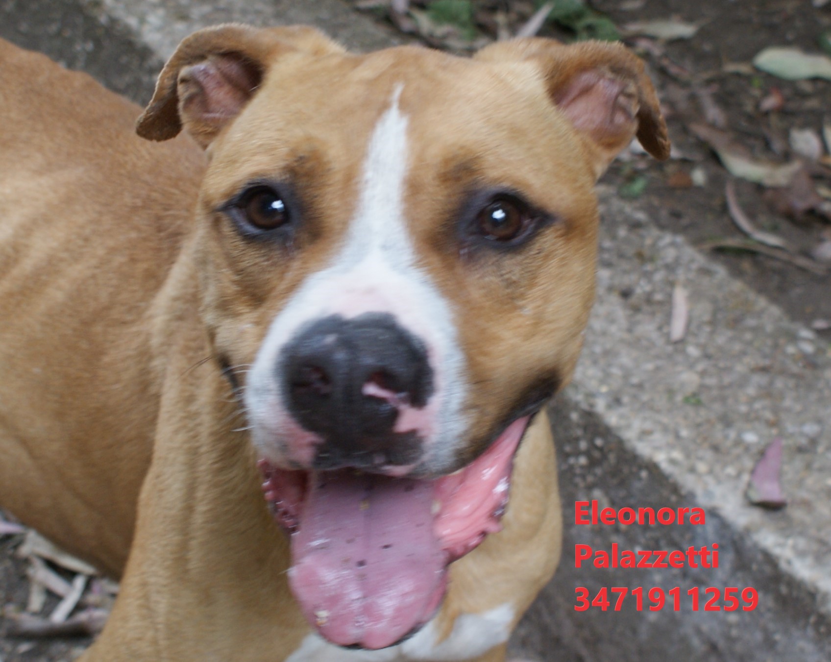 Carolina amstaff 27.5.2022 n. 11