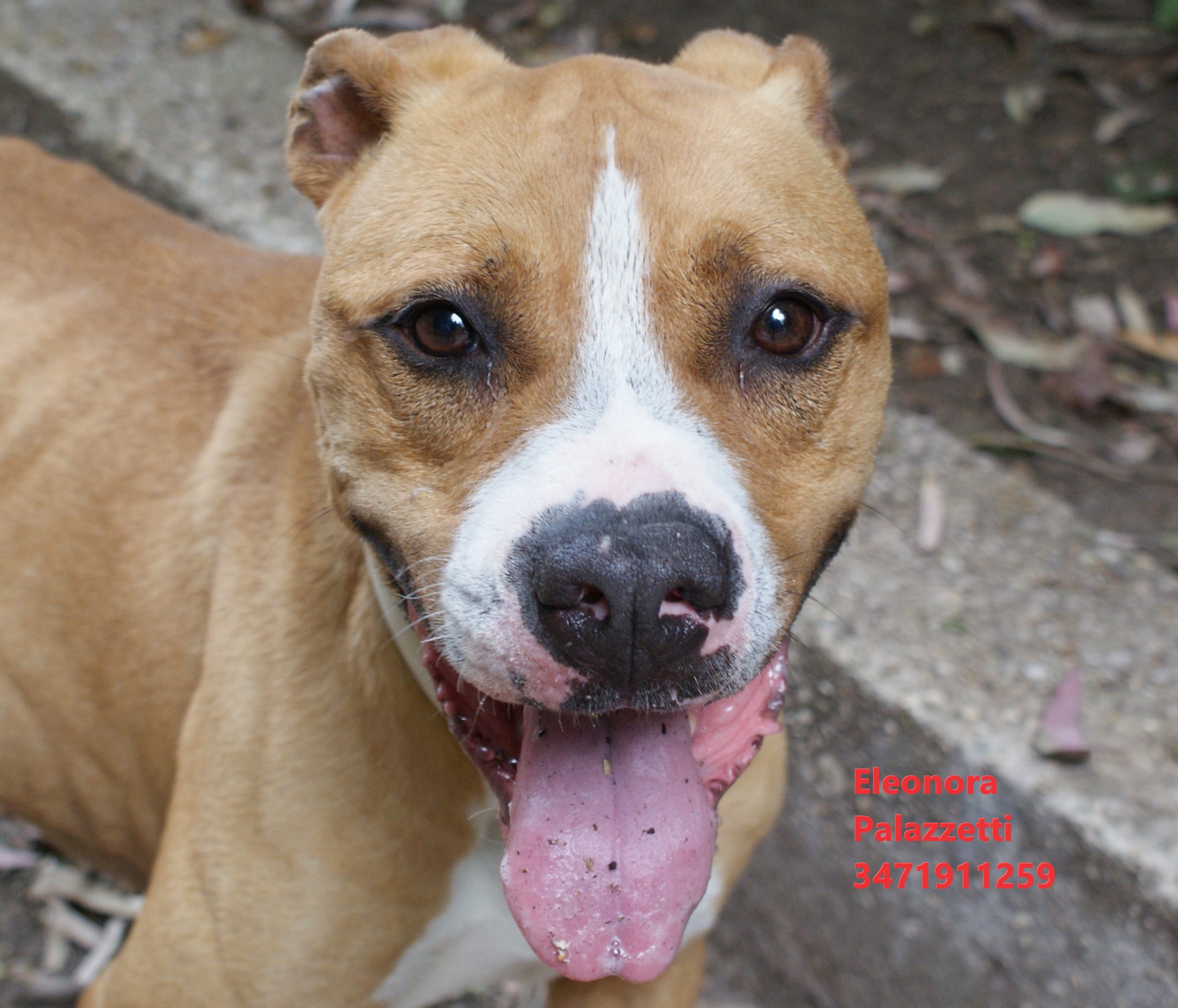 Carolina amstaff 27.5.2022 n. 12