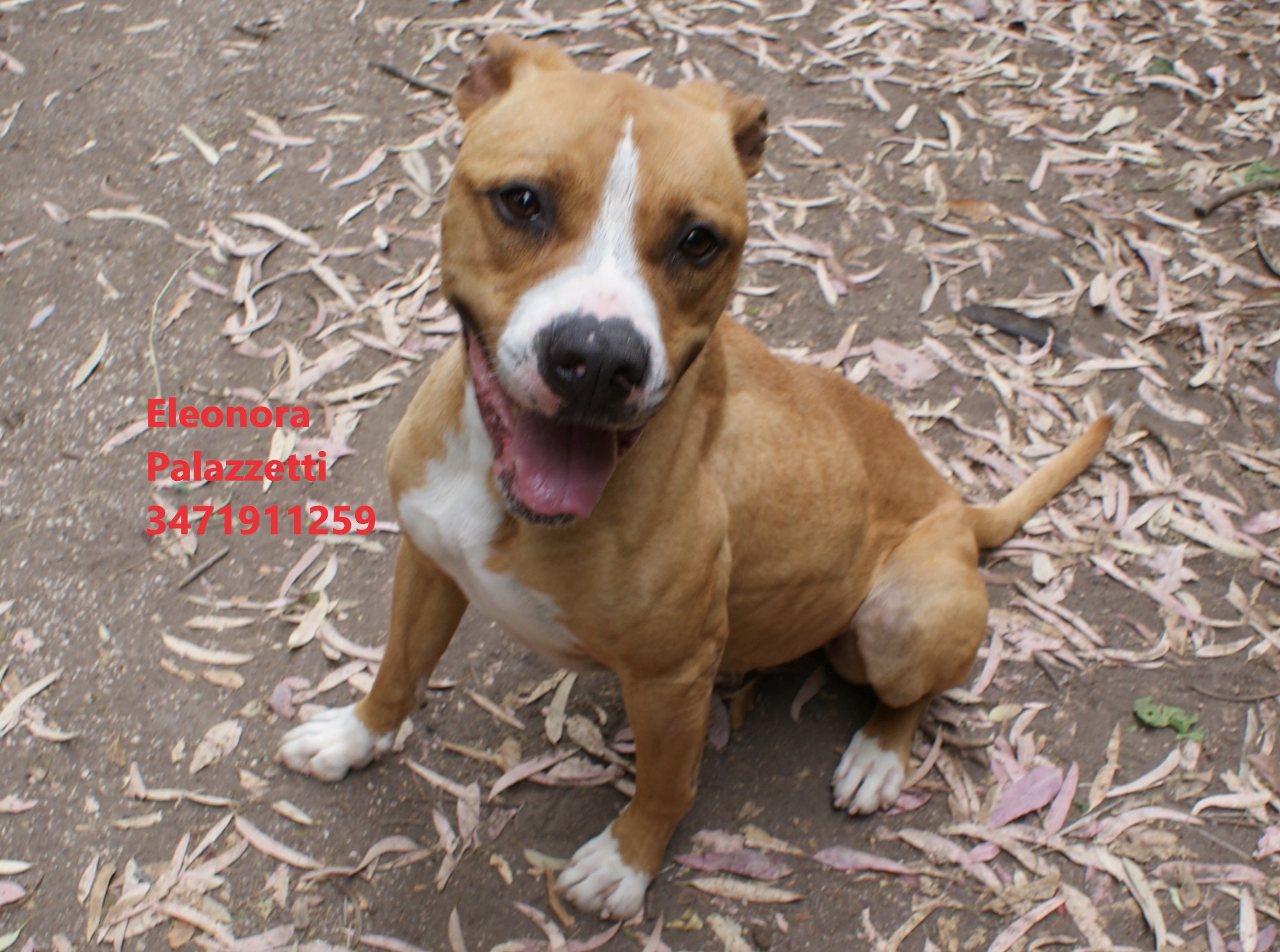 Carolina amstaff 27.5.2022 n. 3