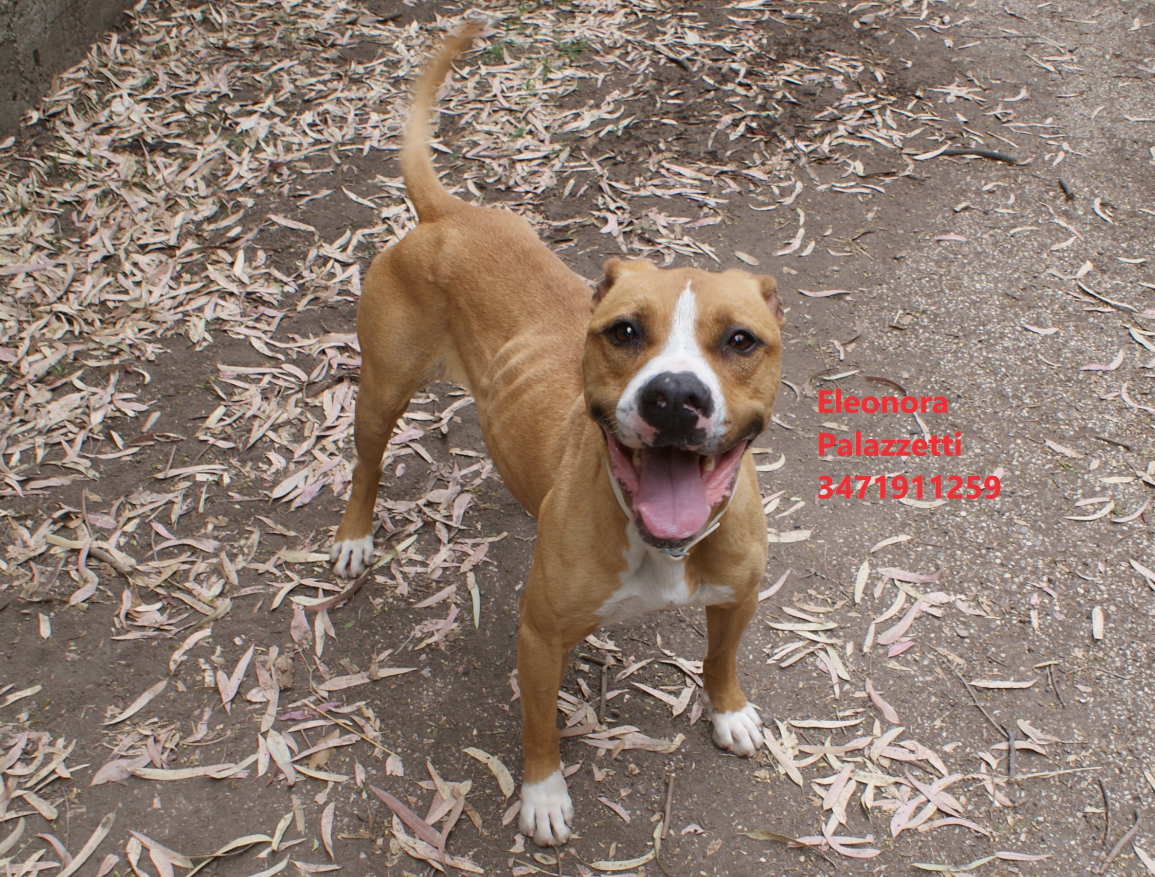 Carolina amstaff 27.5.2022 n. 4