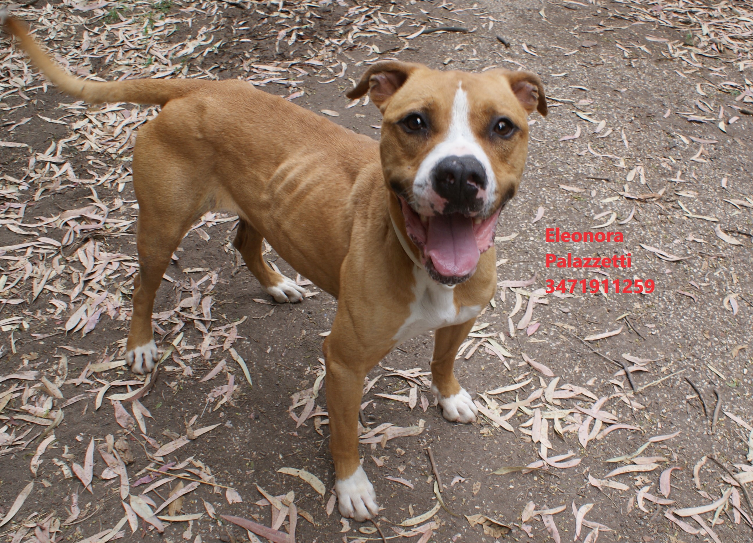 Carolina amstaff 27.5.2022 n. 5