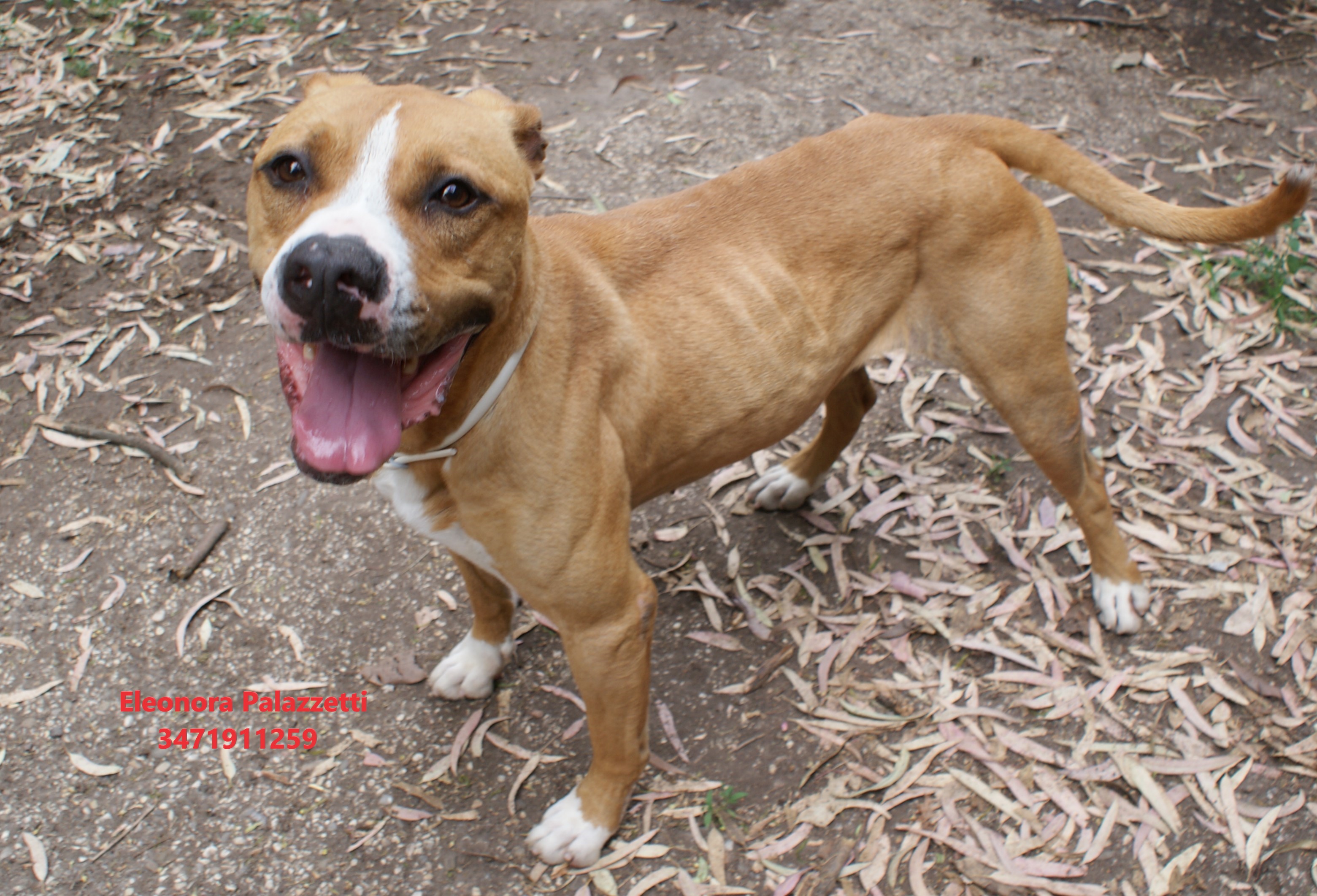 Carolina amstaff 27.5.2022 n. 6