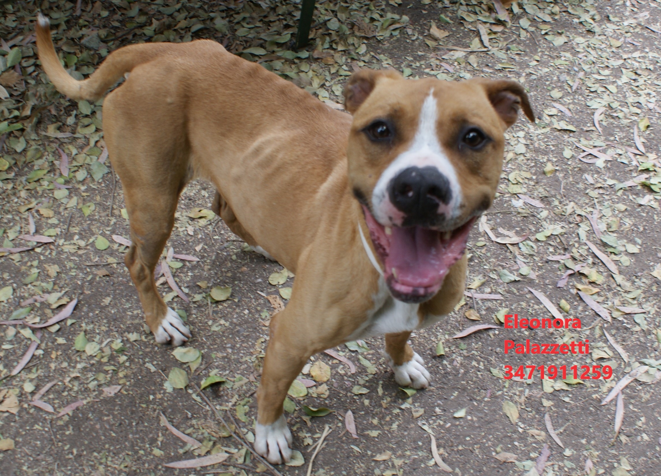 Carolina amstaff 27.5.2022 n. 7