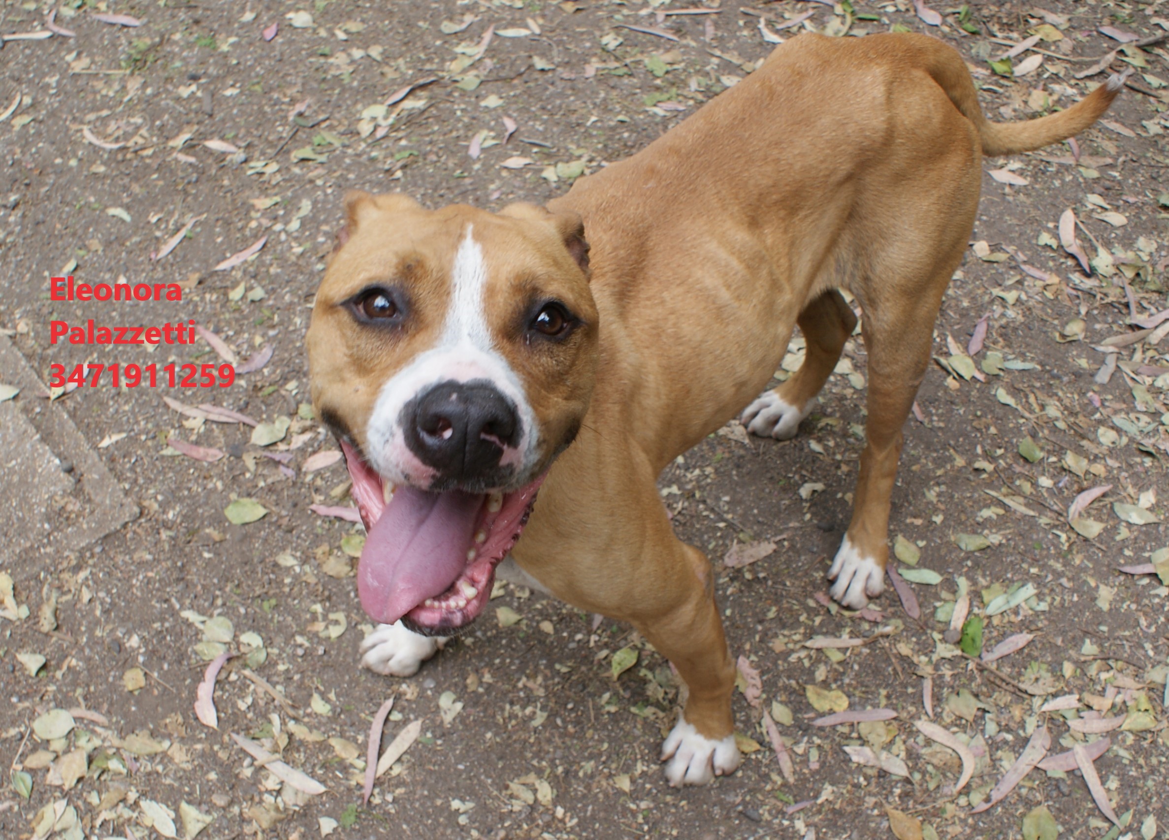 Carolina amstaff 27.5.2022 n. 8