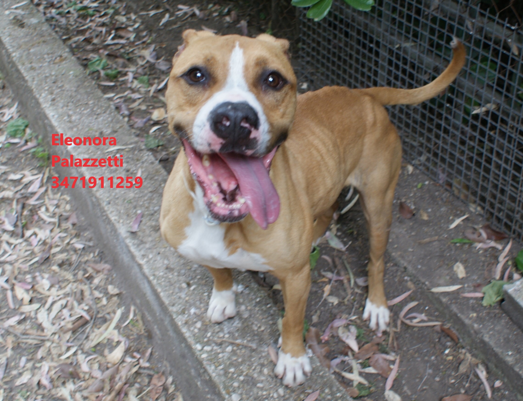 Carolina amstaff 27.5.2022 n. 9