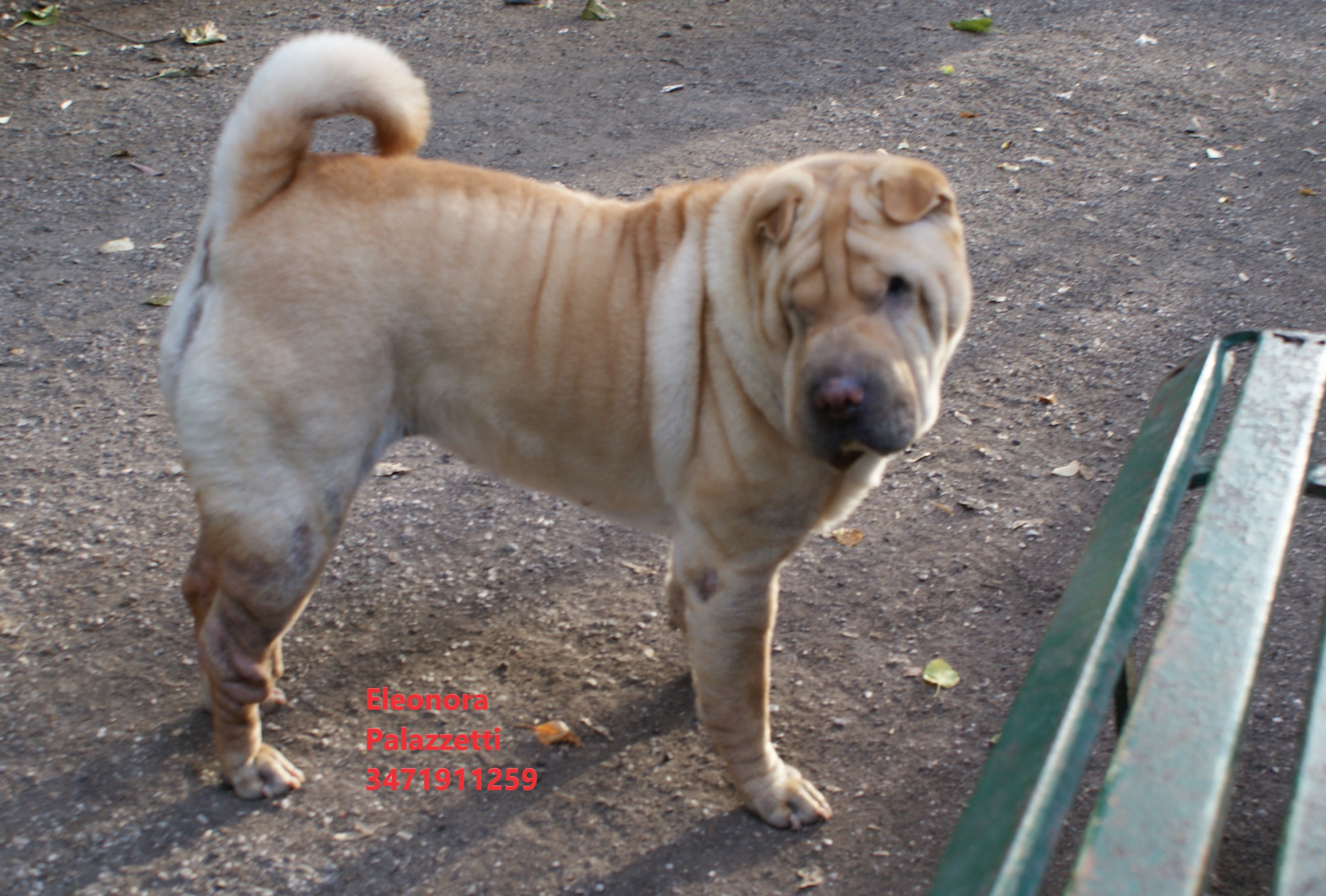 Lella 6.10.2022 n. 2