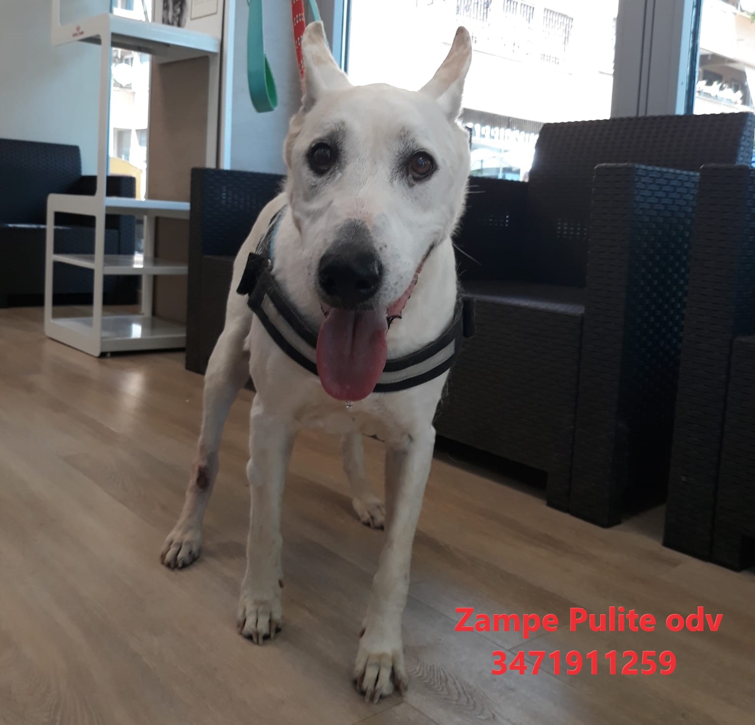 Peggy 6.07.2023 n. 5