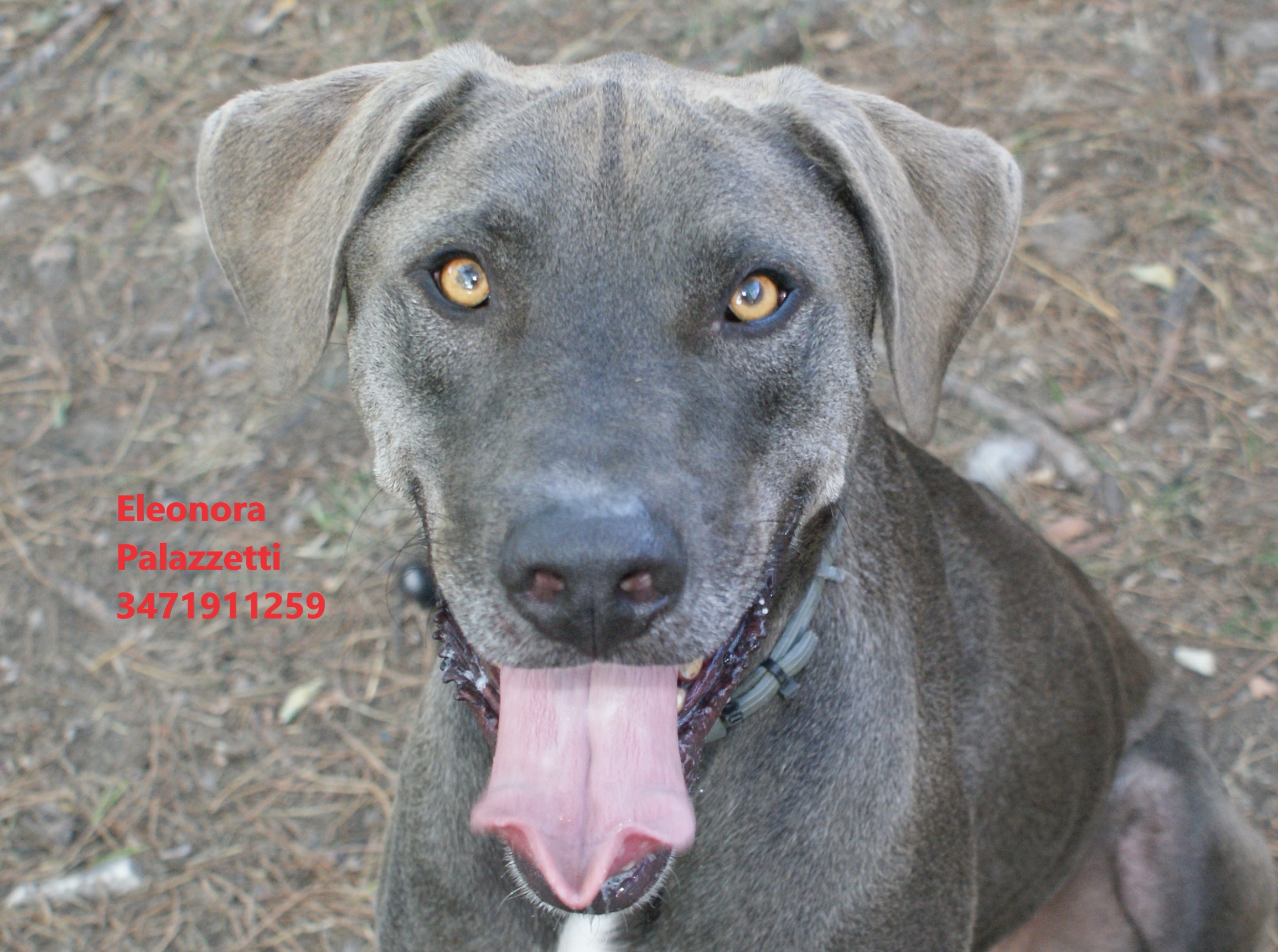 Thor grigio 9.9.2022 n. 5