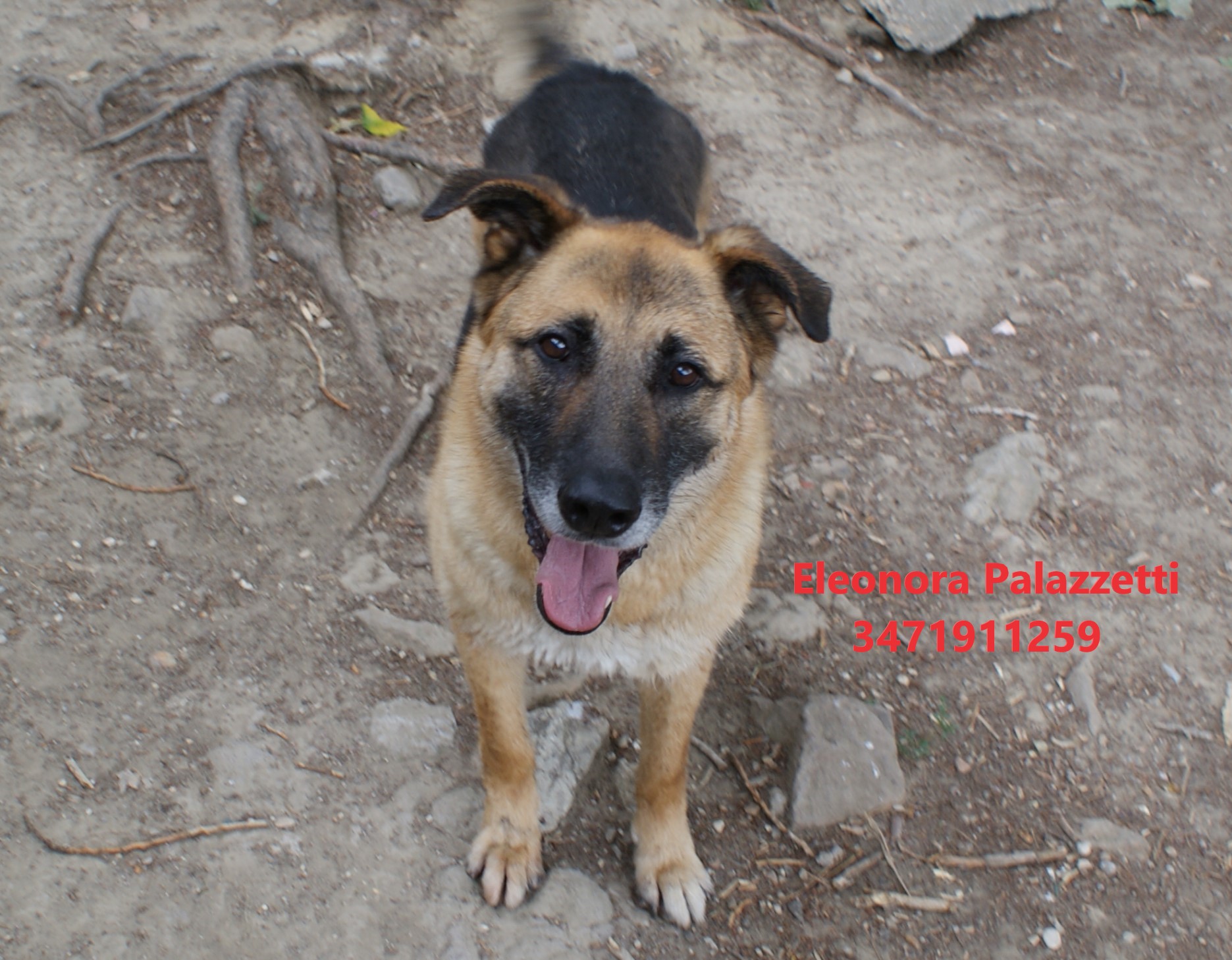 Zampa 17.6.2022 n. 7