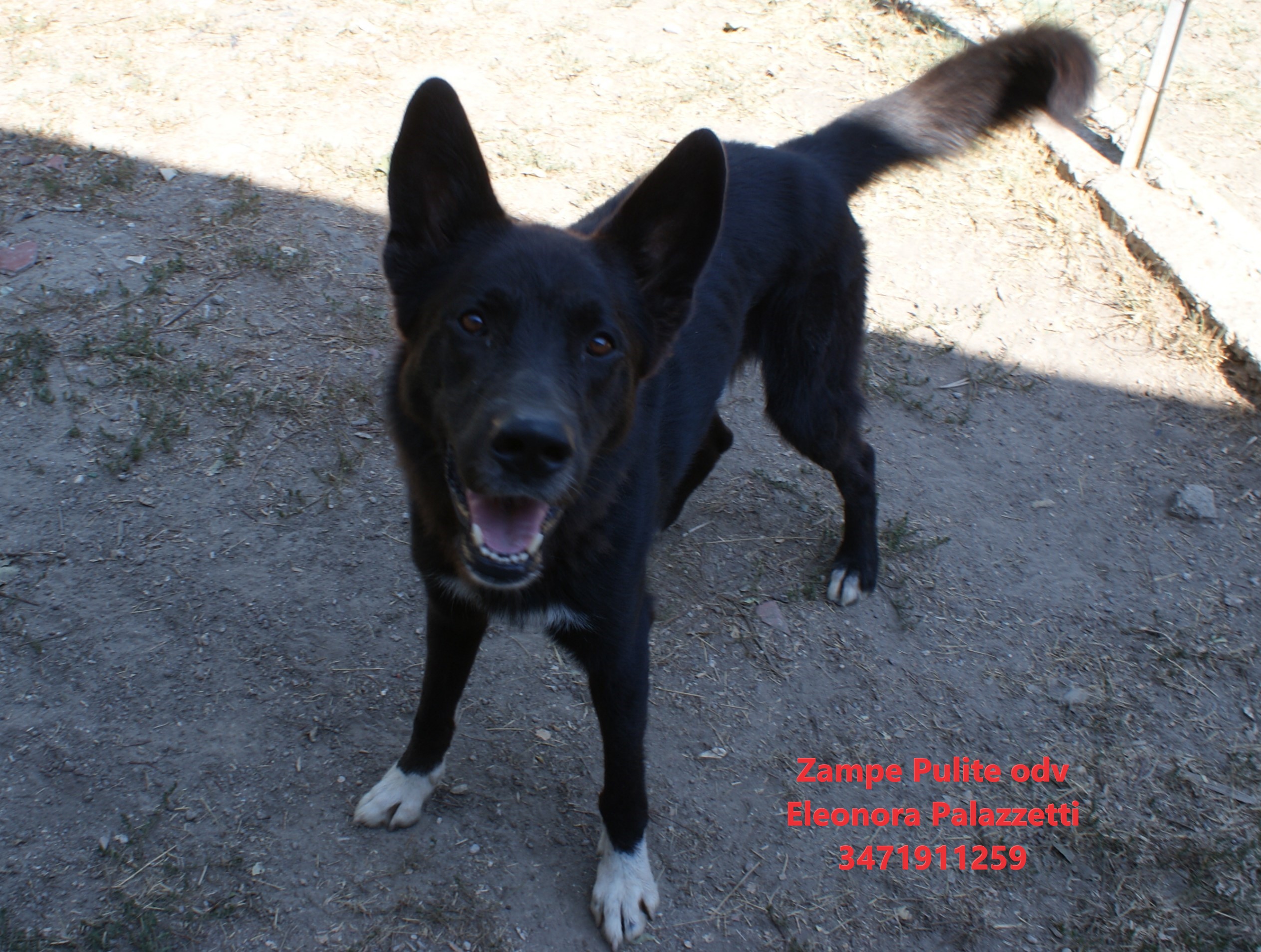 Gimmy 9.08.2024 n. 1