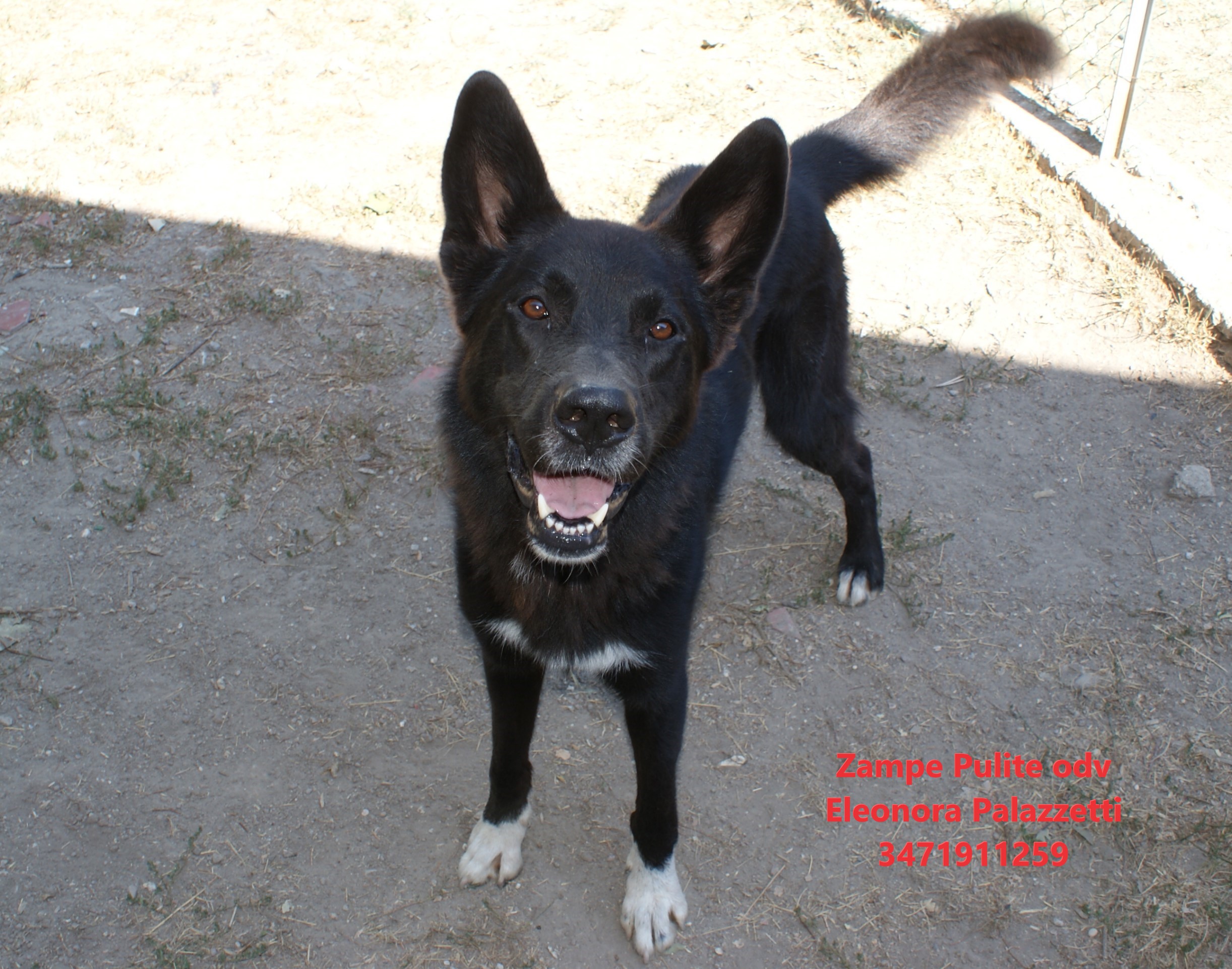 Gimmy 9.08.2024 n. 2