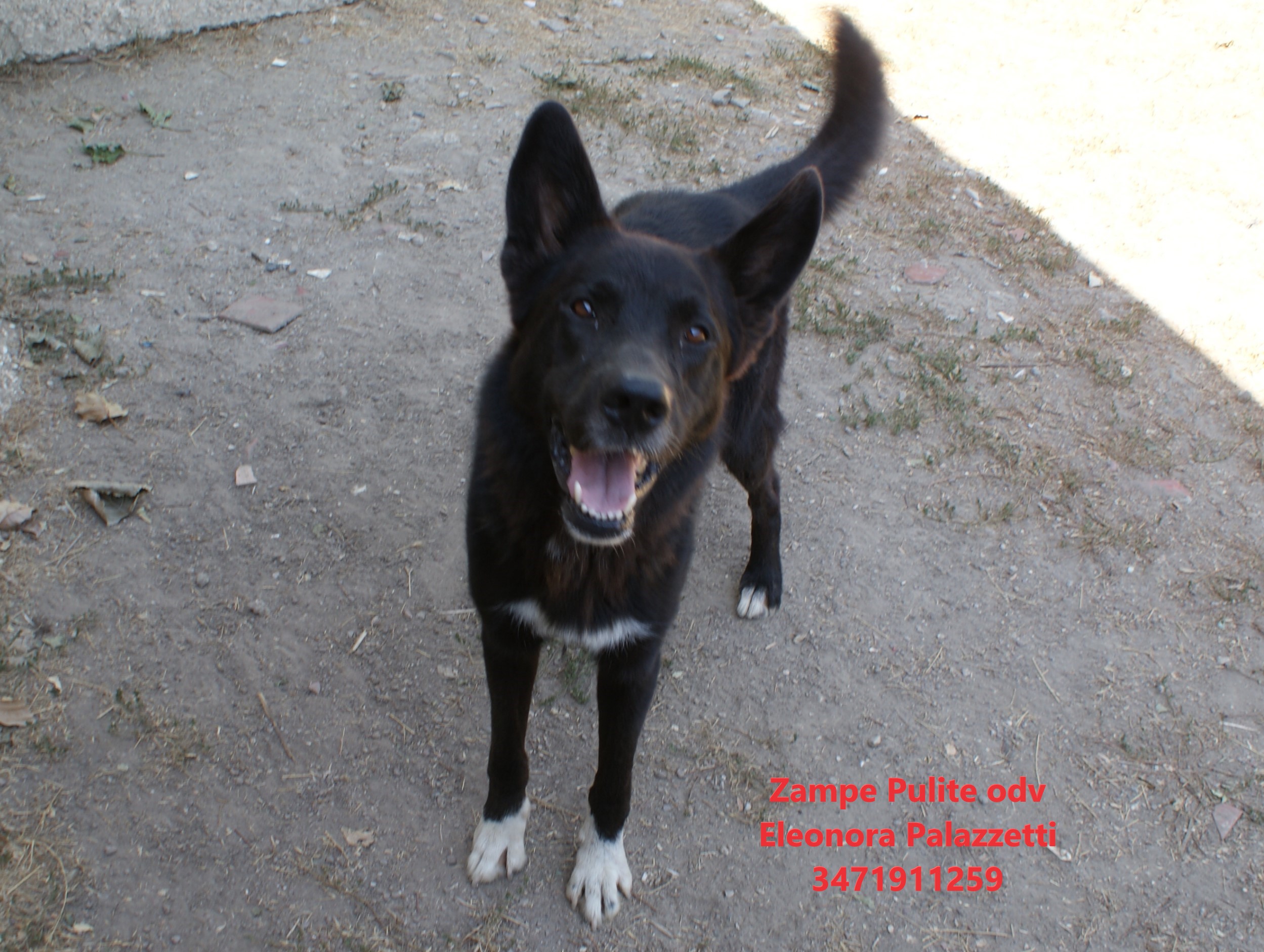 Gimmy 9.08.2024 n. 4