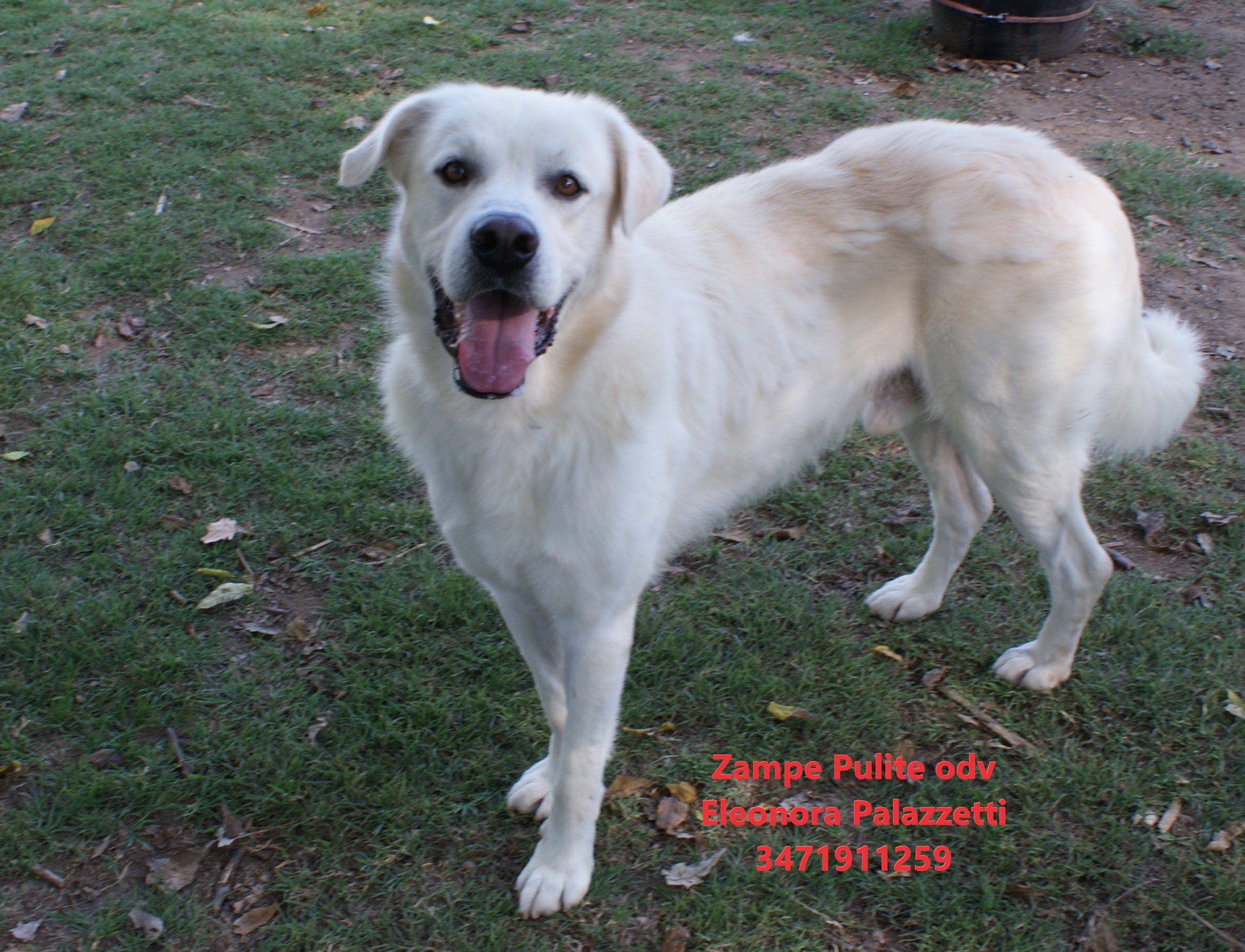 Brutus 20.10.2022 n. 4