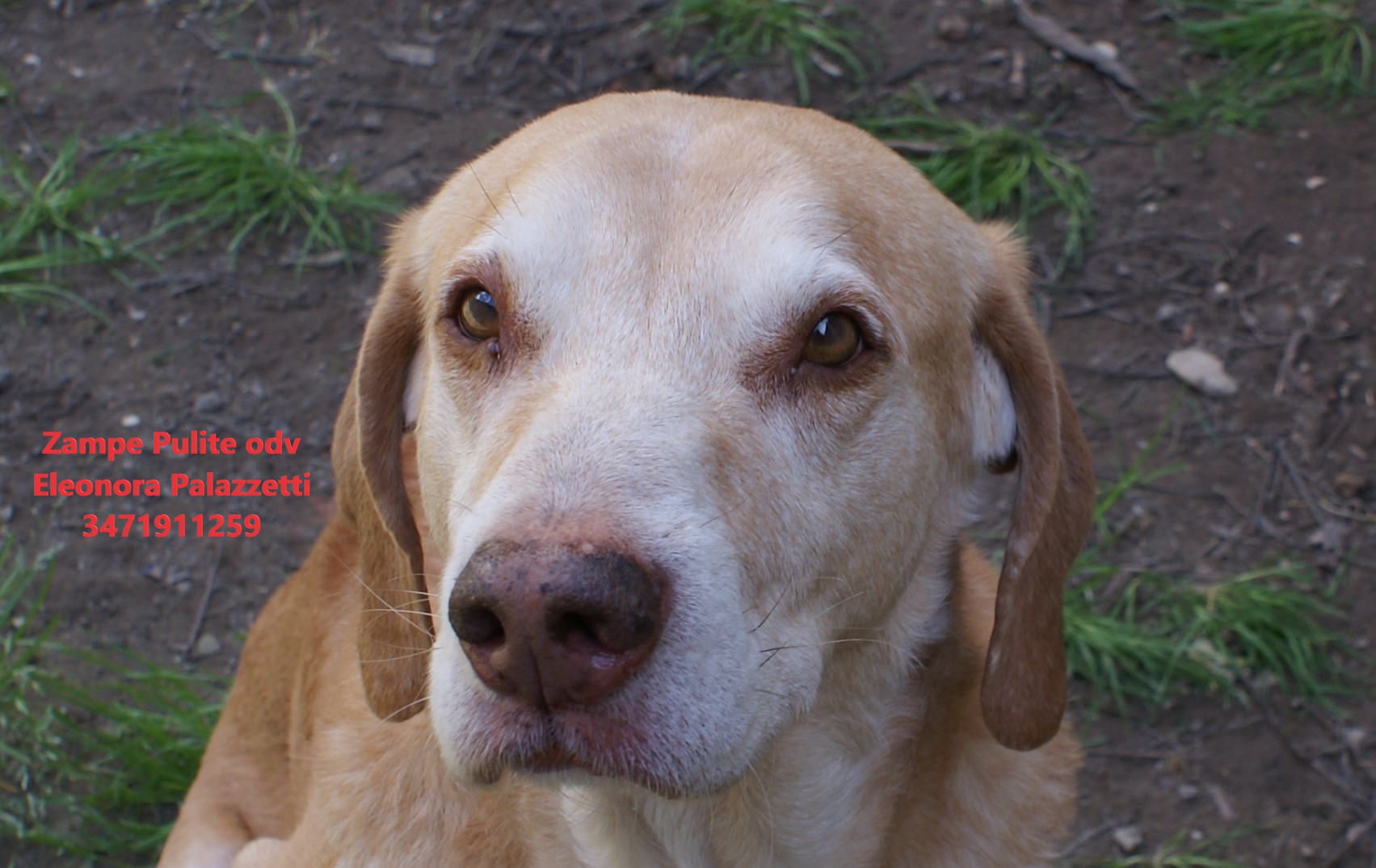 Camillo 26.03.2025 n. 4