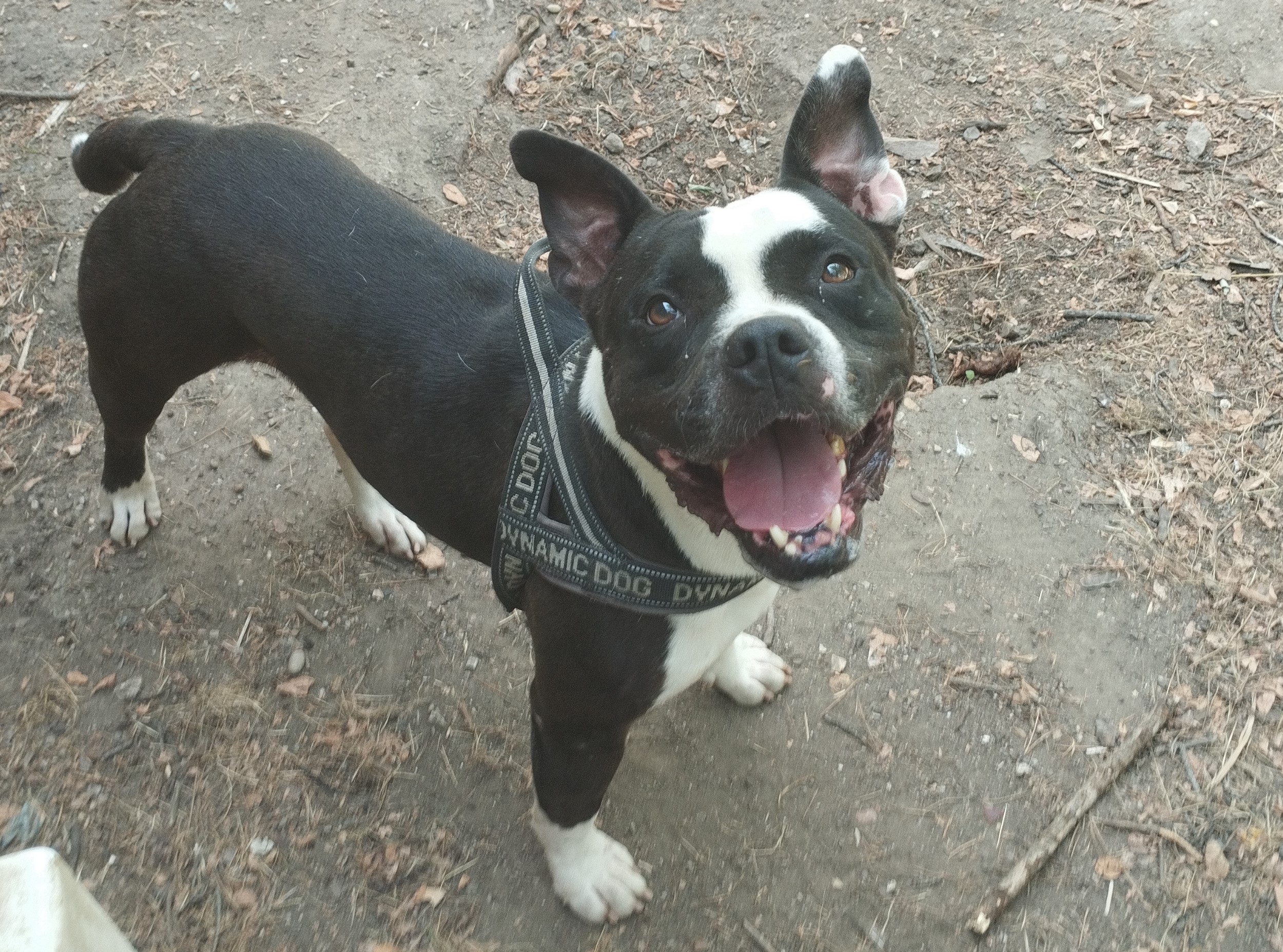 Gizmo 17.07.2025 n. 3