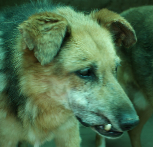 asia_6.07.2012_n._5.jpg