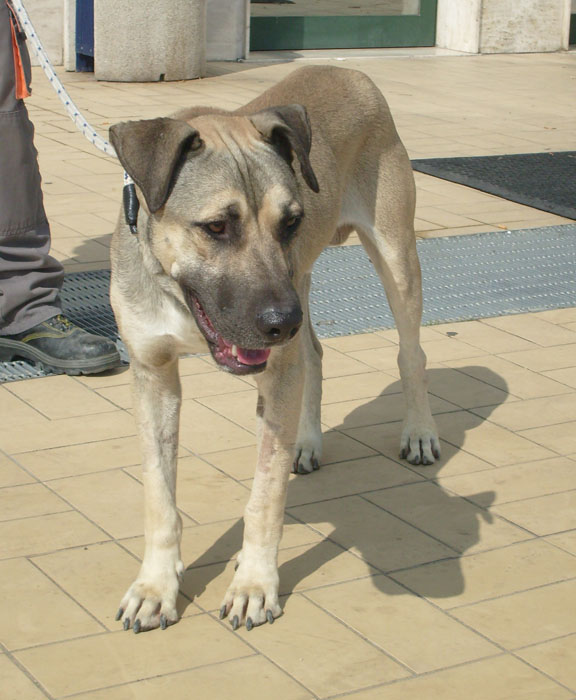 asten_matricola_1782-08.jpg
