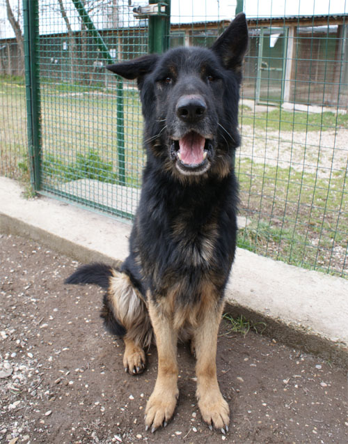 blacky_seduto2.jpg