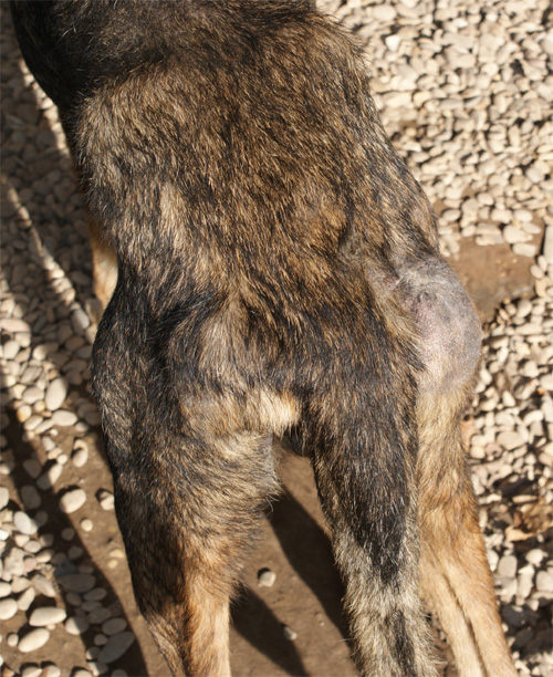 cesare_magno_16.11.2012_n._6.jpg