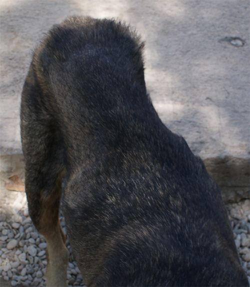 cesare_magno_28.08.2012_n._1.jpg