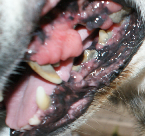 ciccio_6.11.2012_n._2.jpg