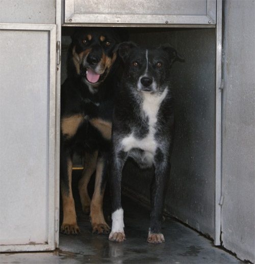 claid_3.12.2012_n._4.jpg
