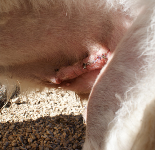 darwin_18.10.2012_n._1a.jpg