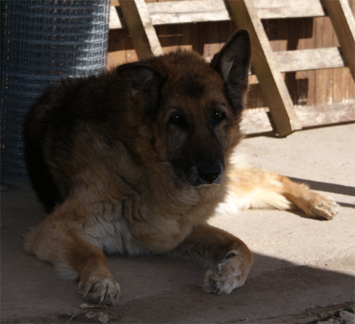 dermy_22.02.2012_n._1.jpg
